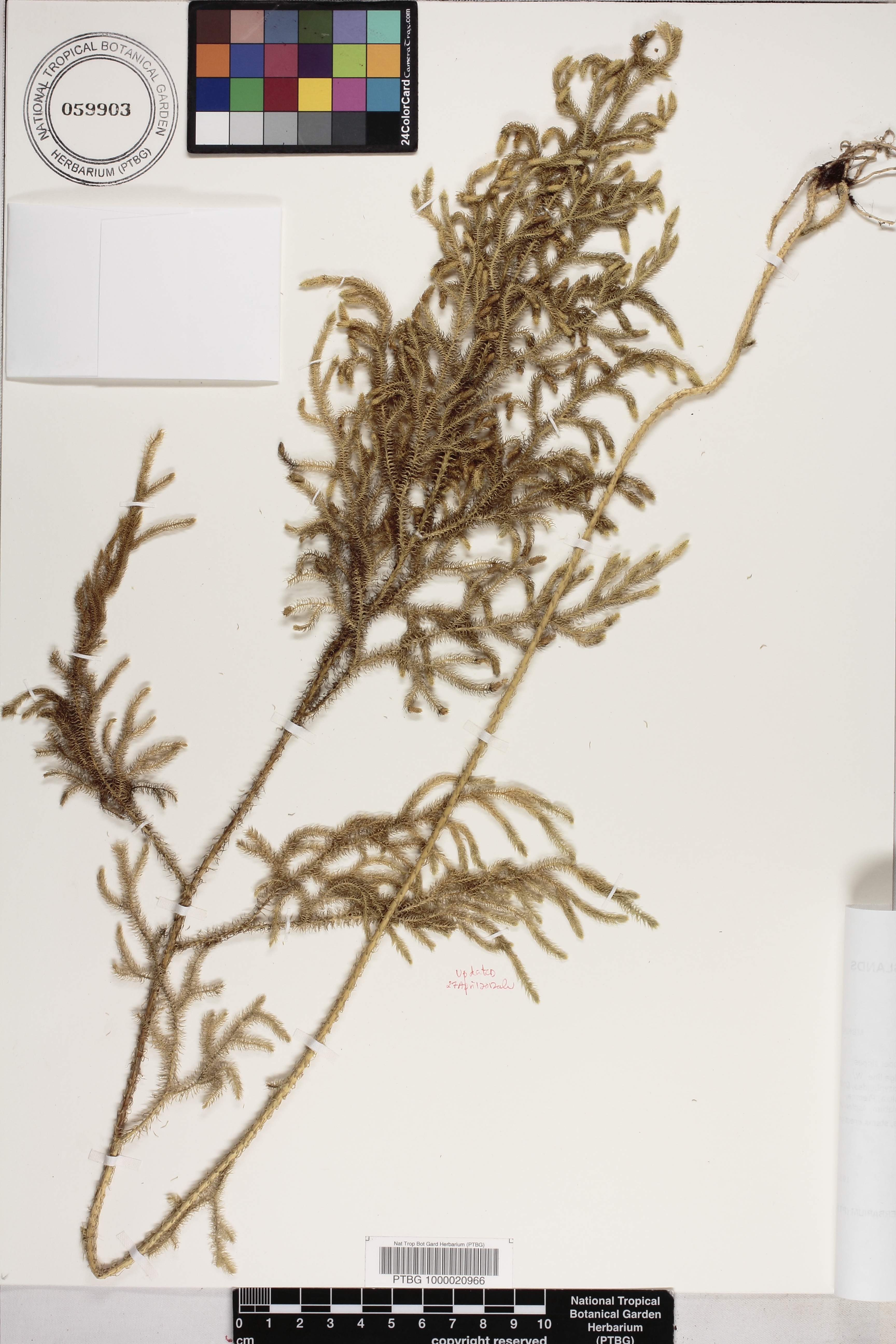 Lycopodiella image