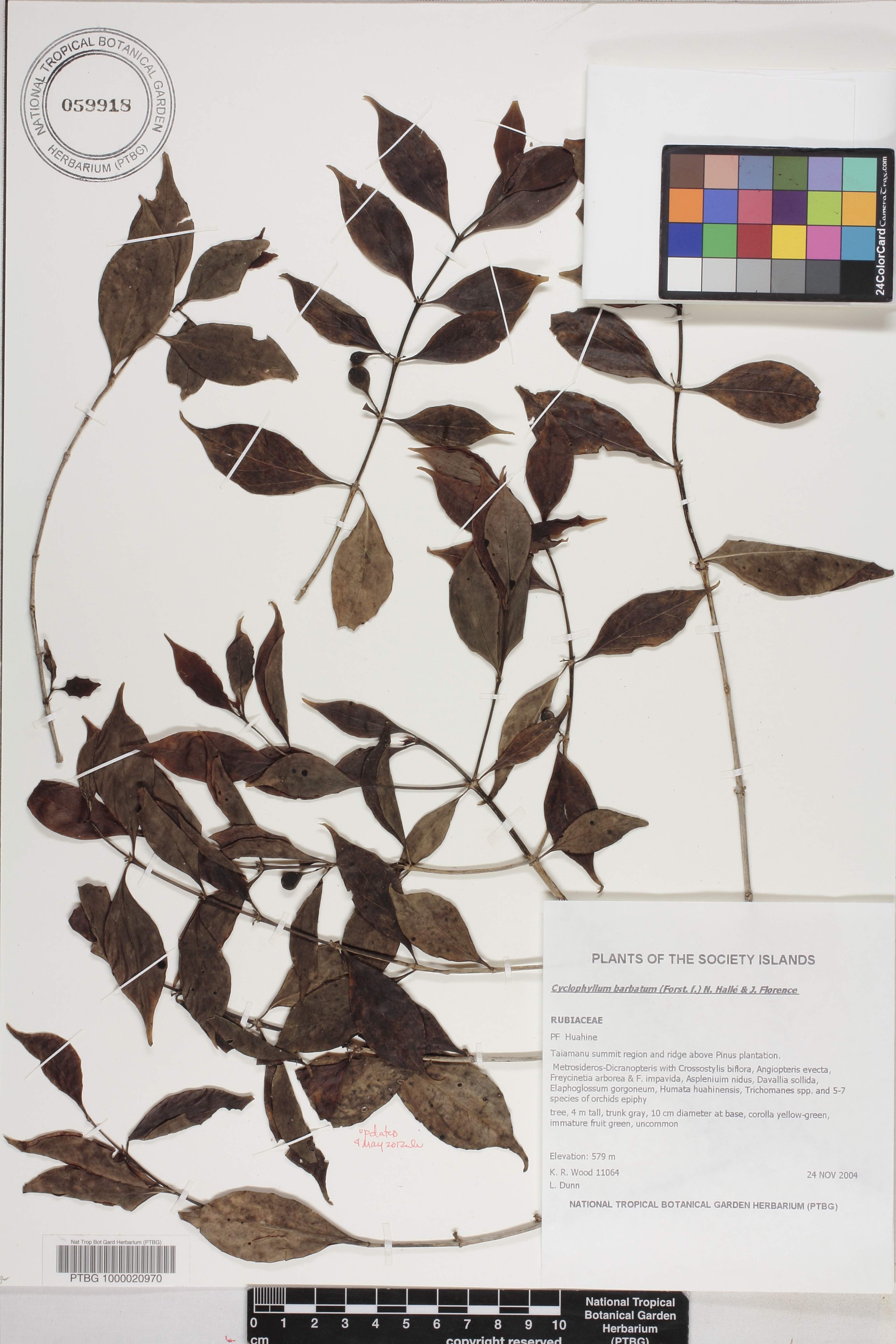 Cyclophyllum barbatum image