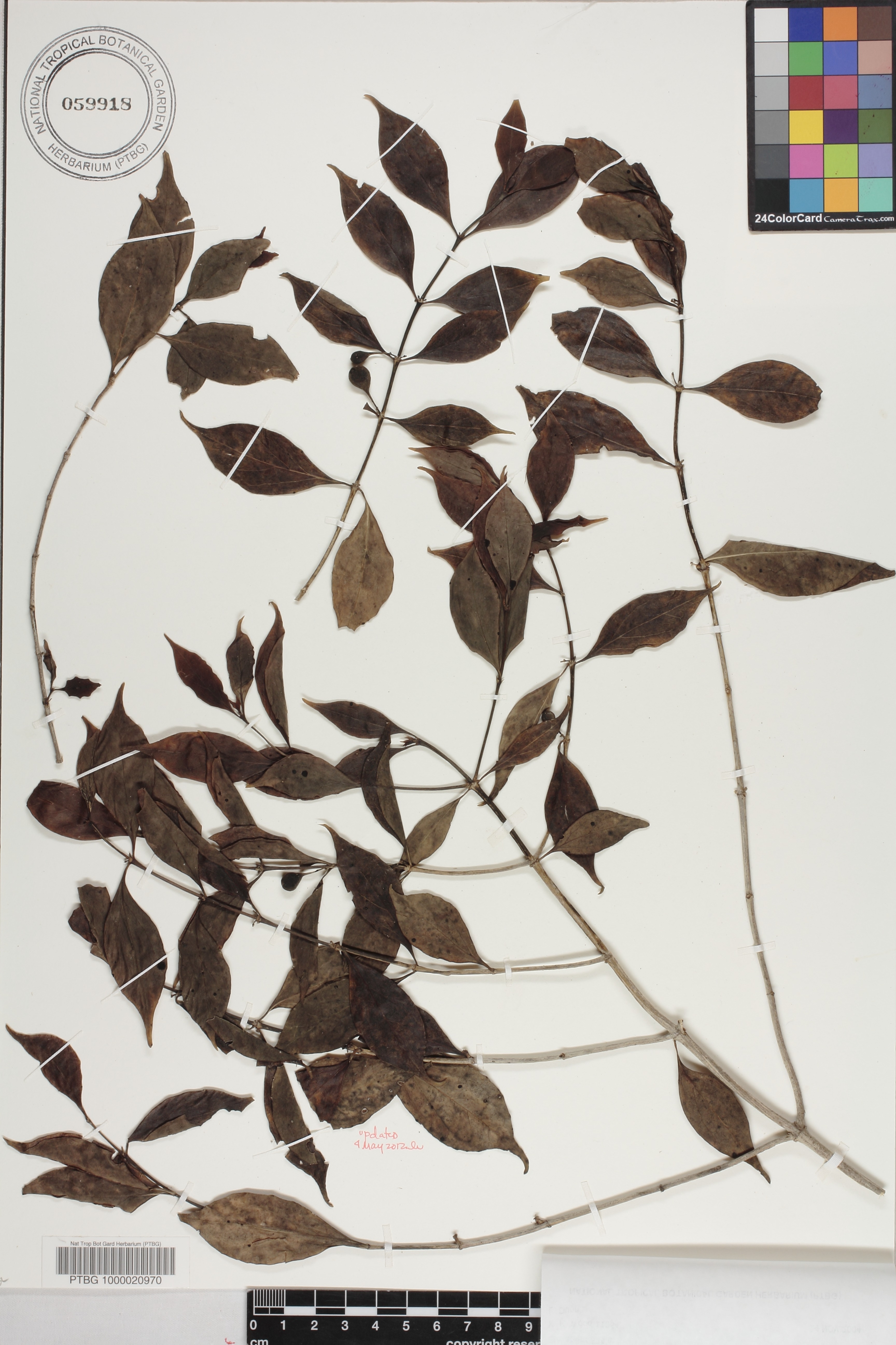 Cyclophyllum barbatum image