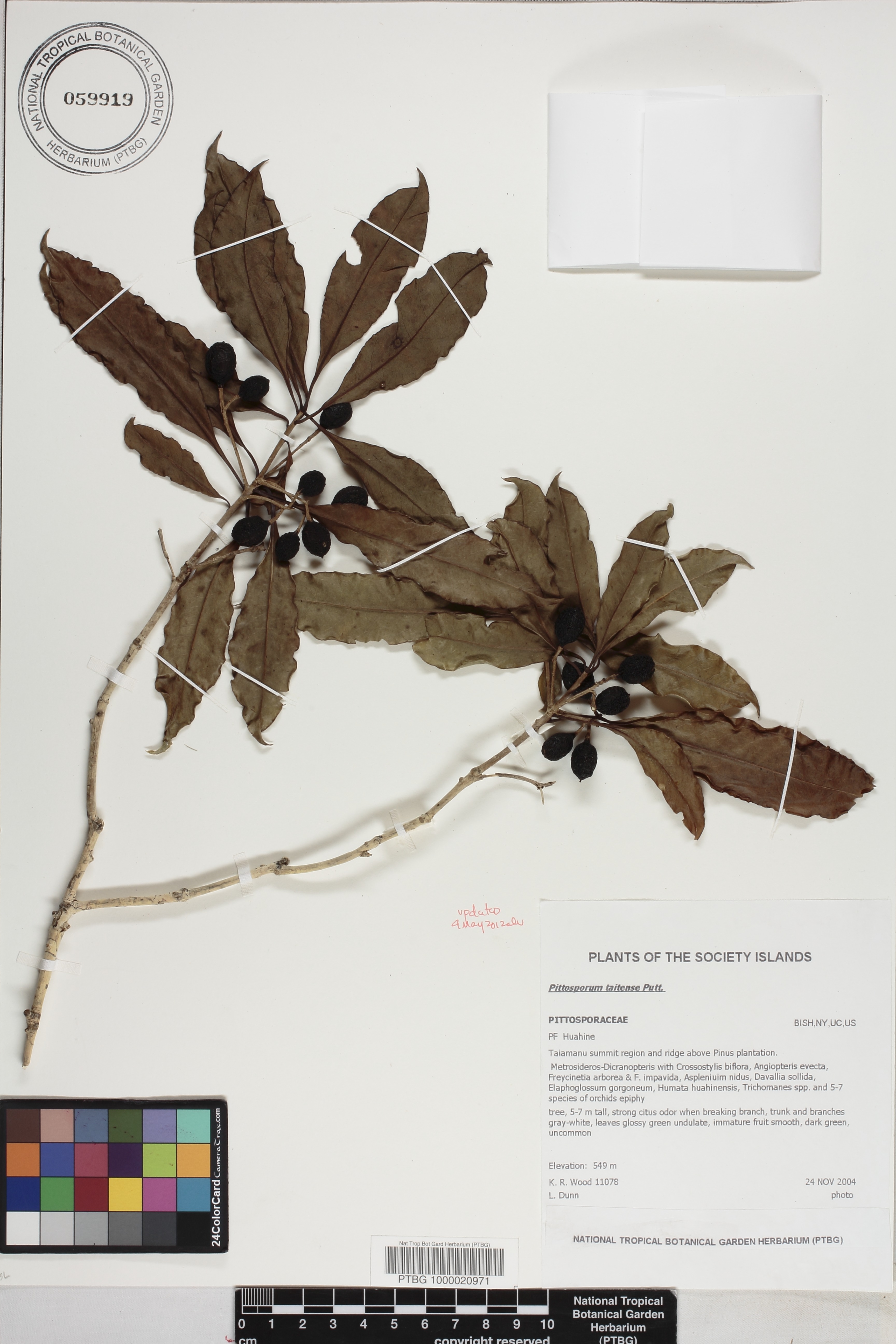 Pittosporum taitense image