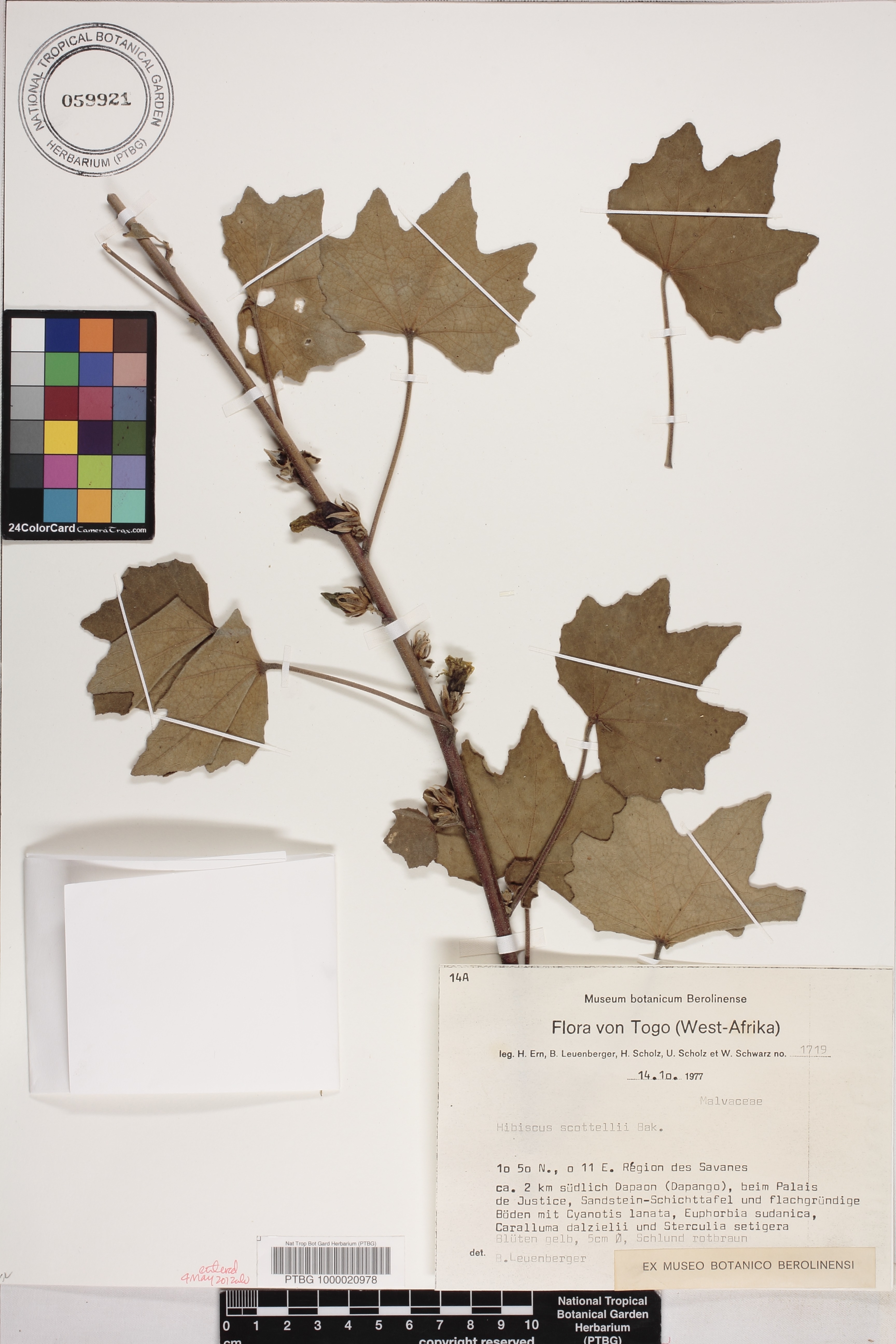 Hibiscus scotellii image