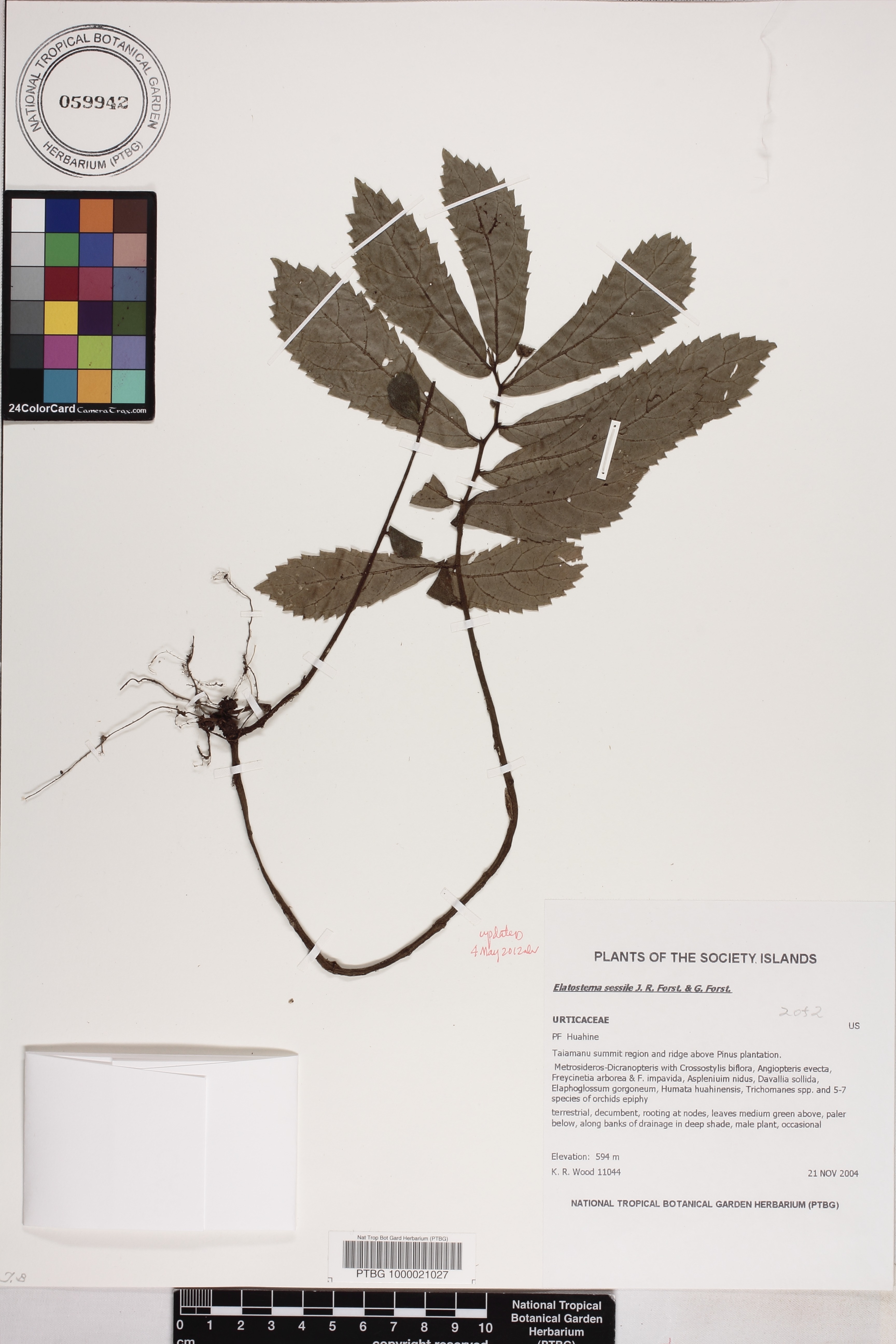 Elatostema sessile image