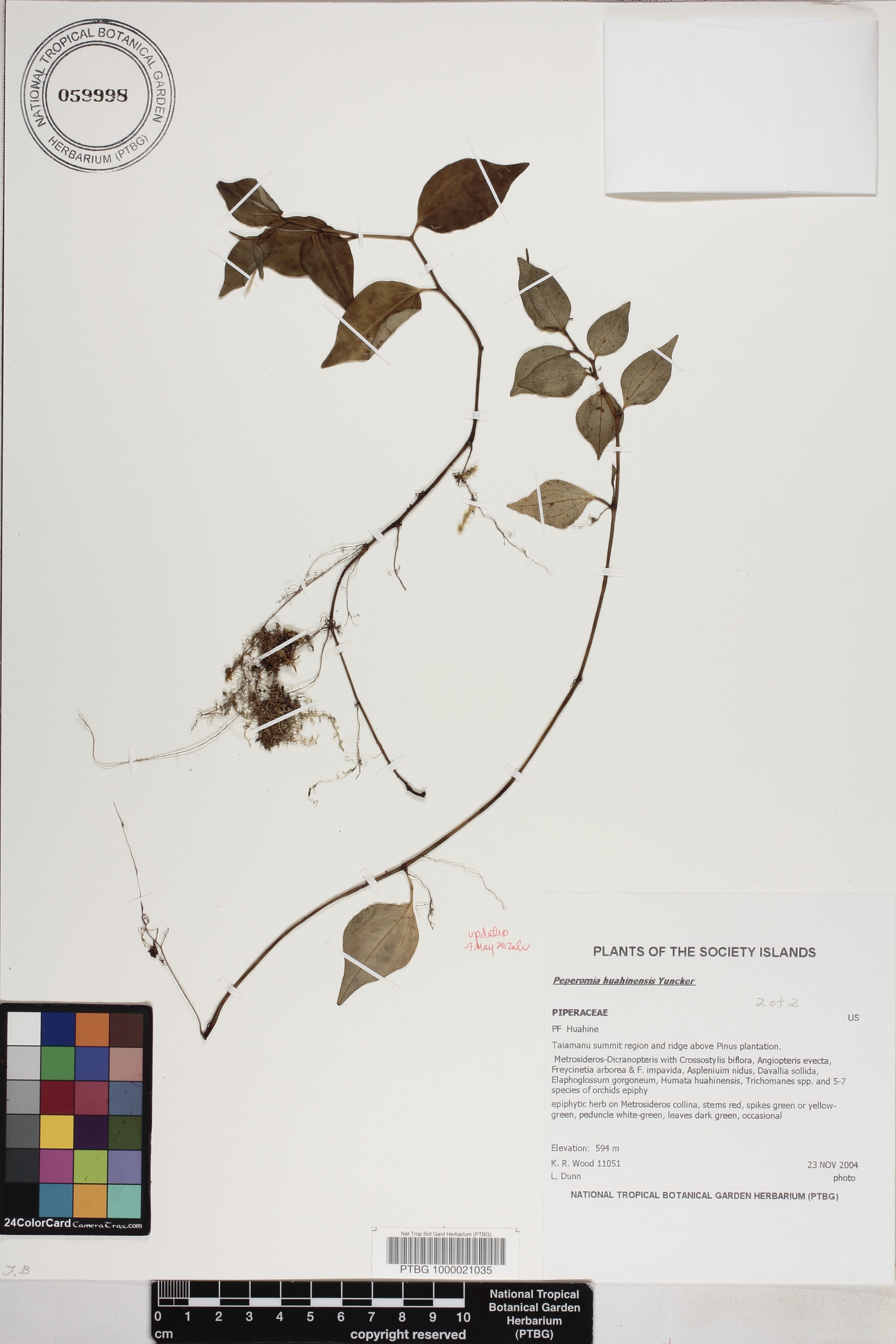 Peperomia societatis image
