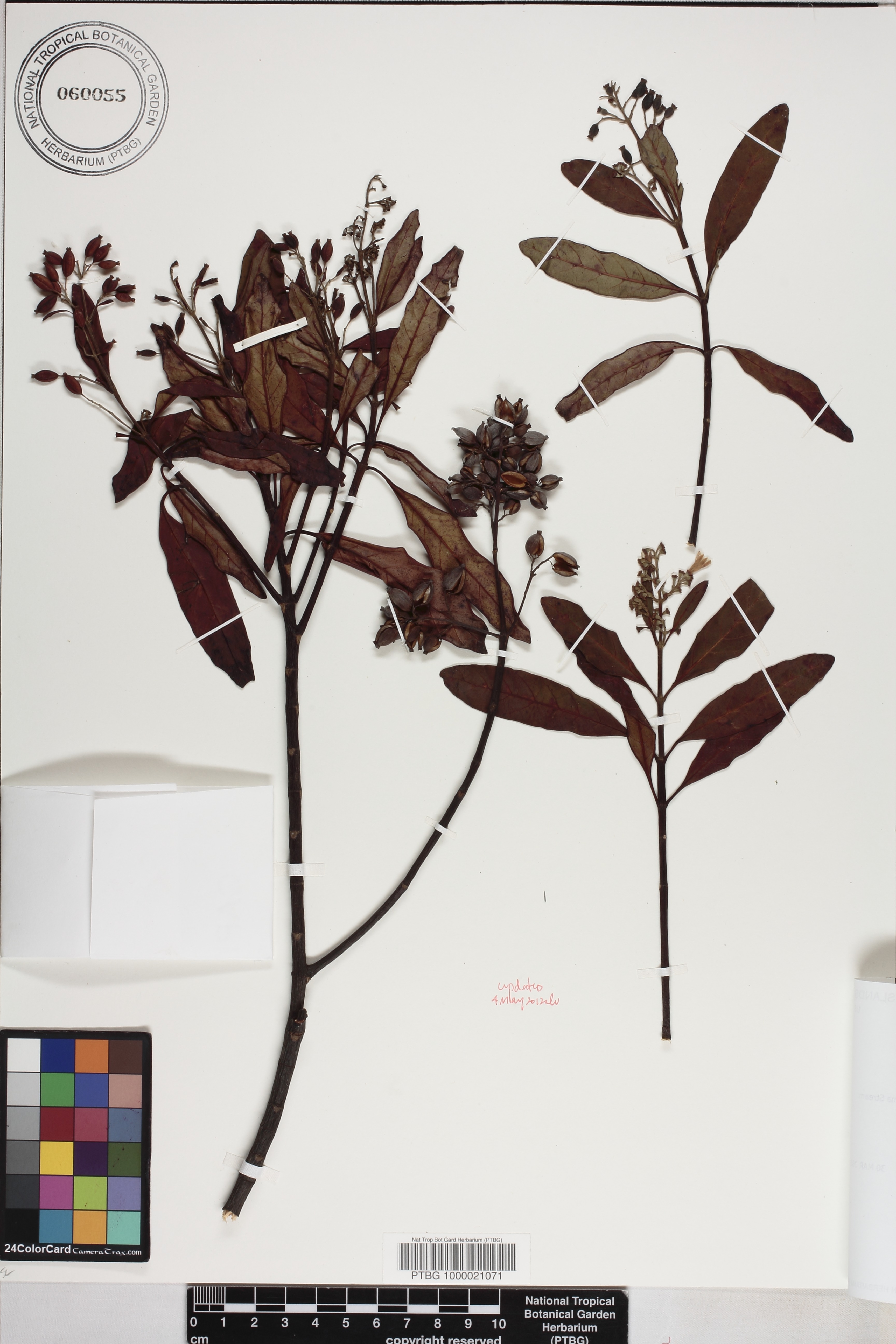 Cinchona image
