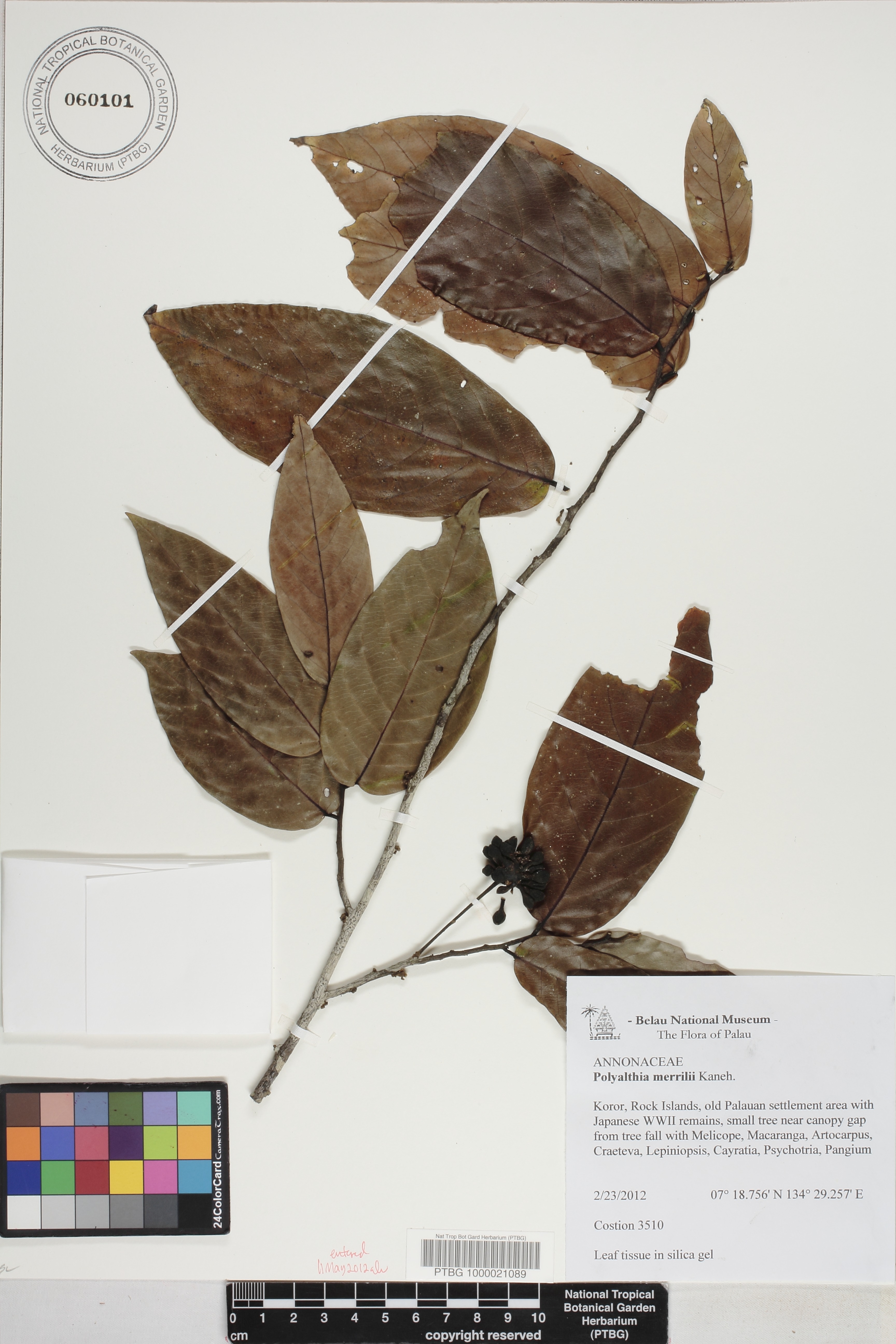 Polyalthia image
