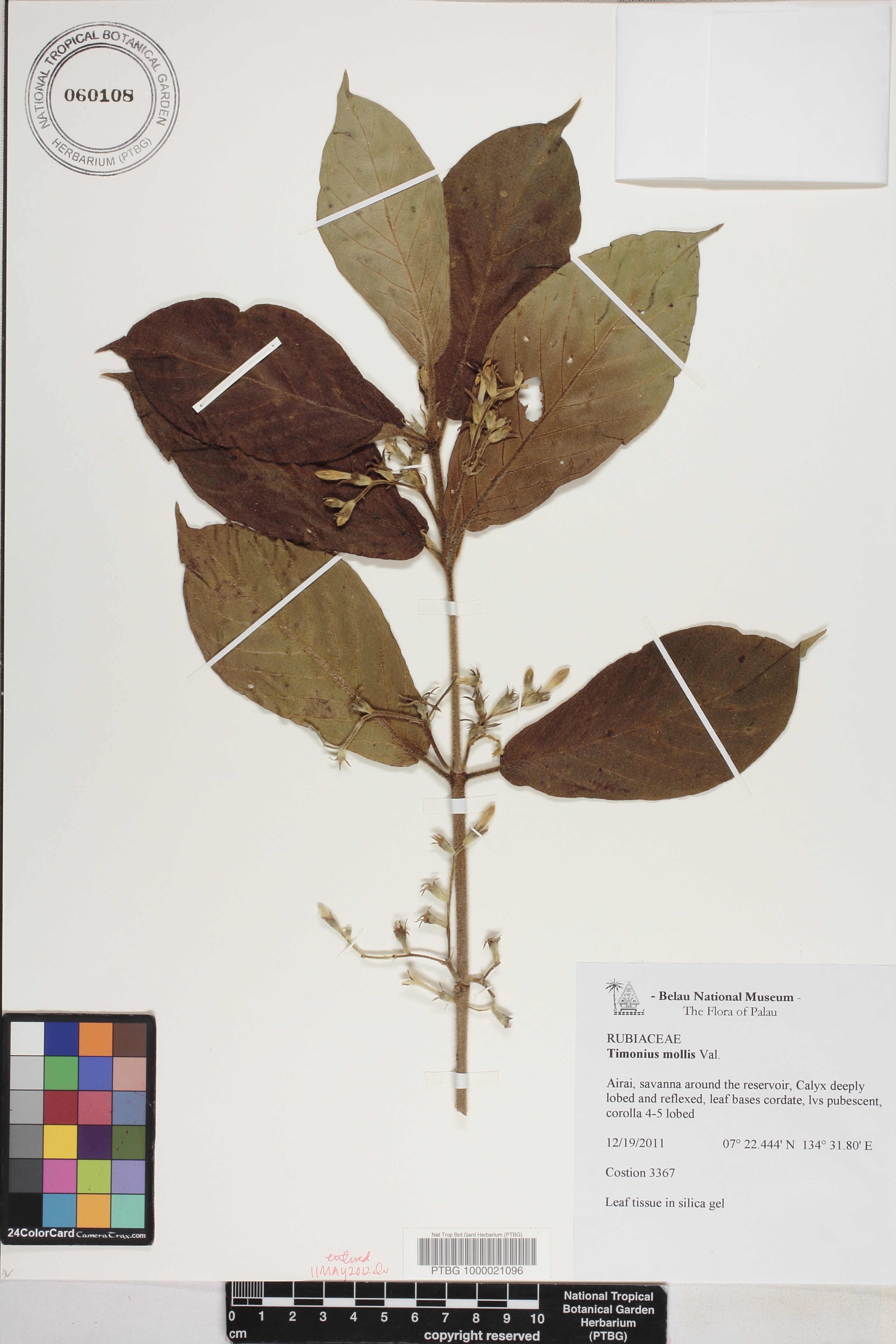 Timonius mollis image