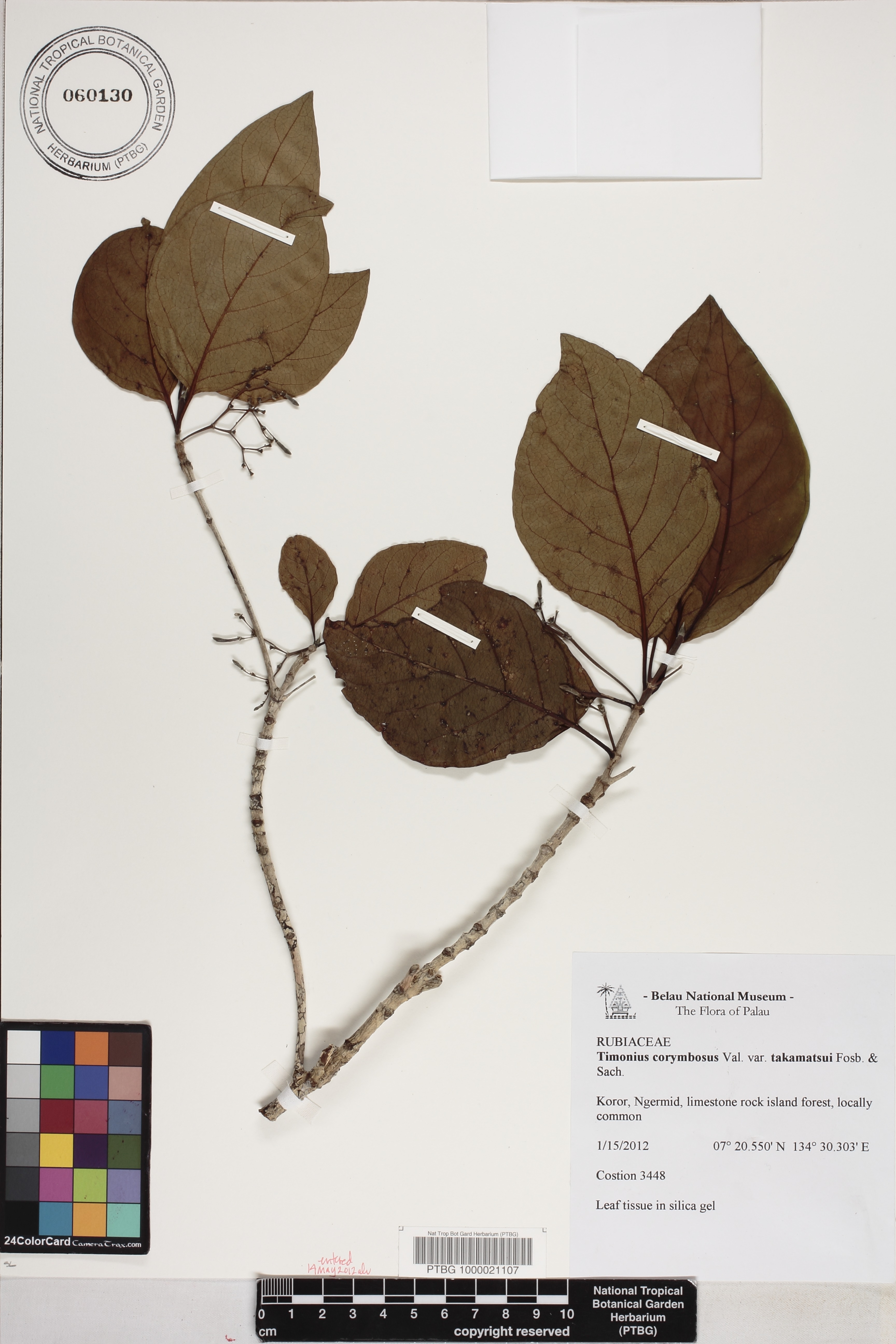 Timonius corymbosus image