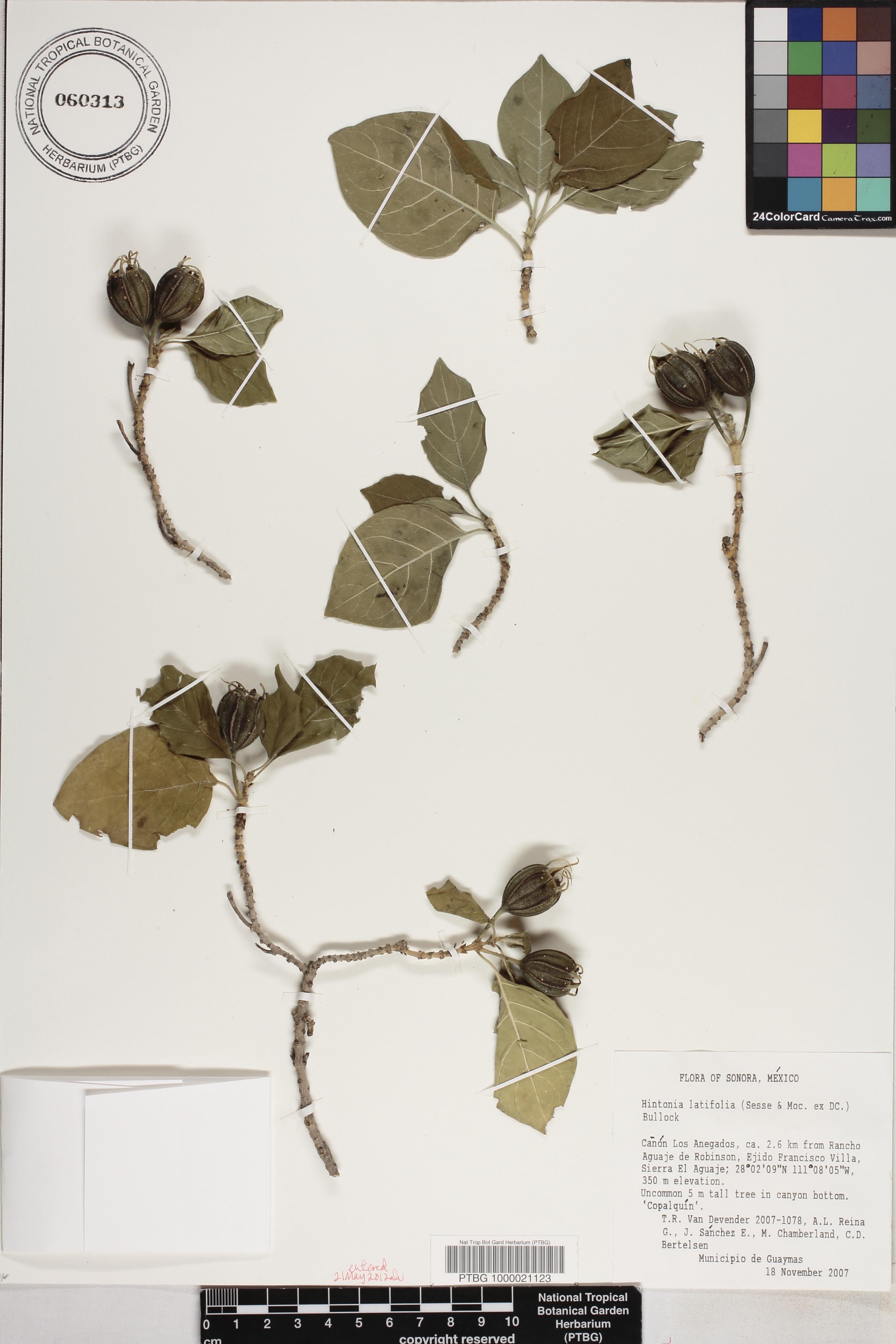 Hintonia latiflora image