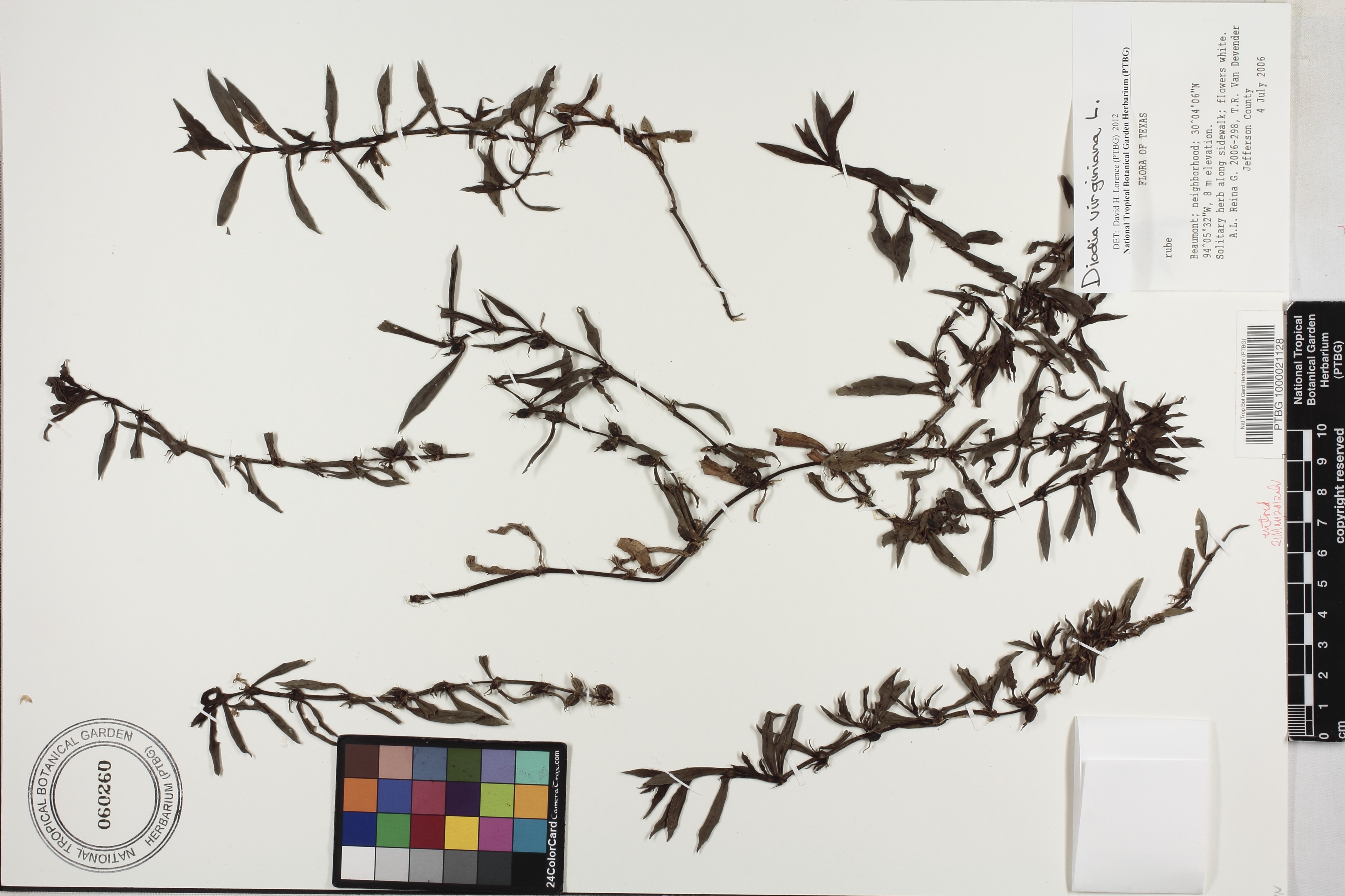 Diodia virginiana image