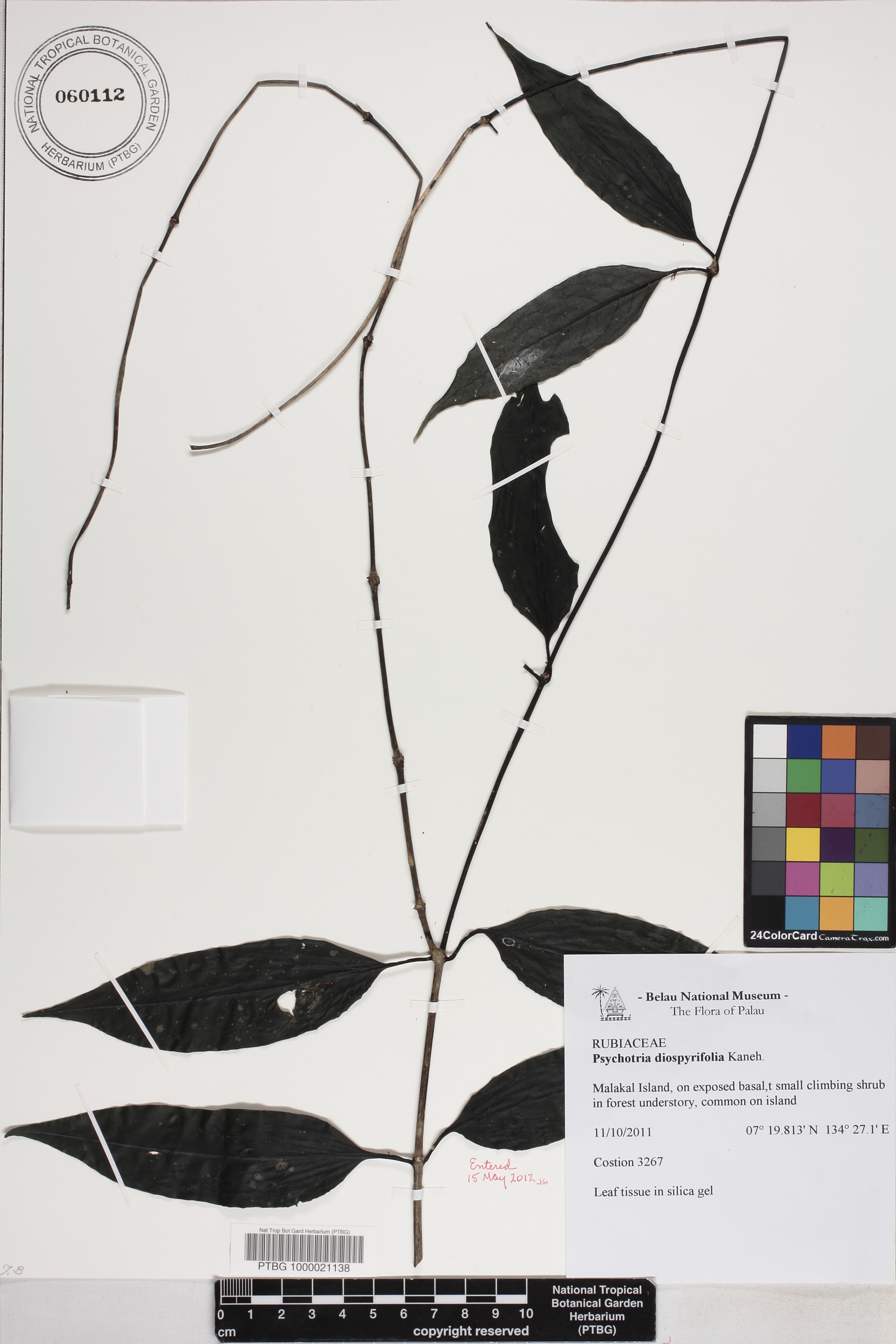 Psychotria diospyrifolia image