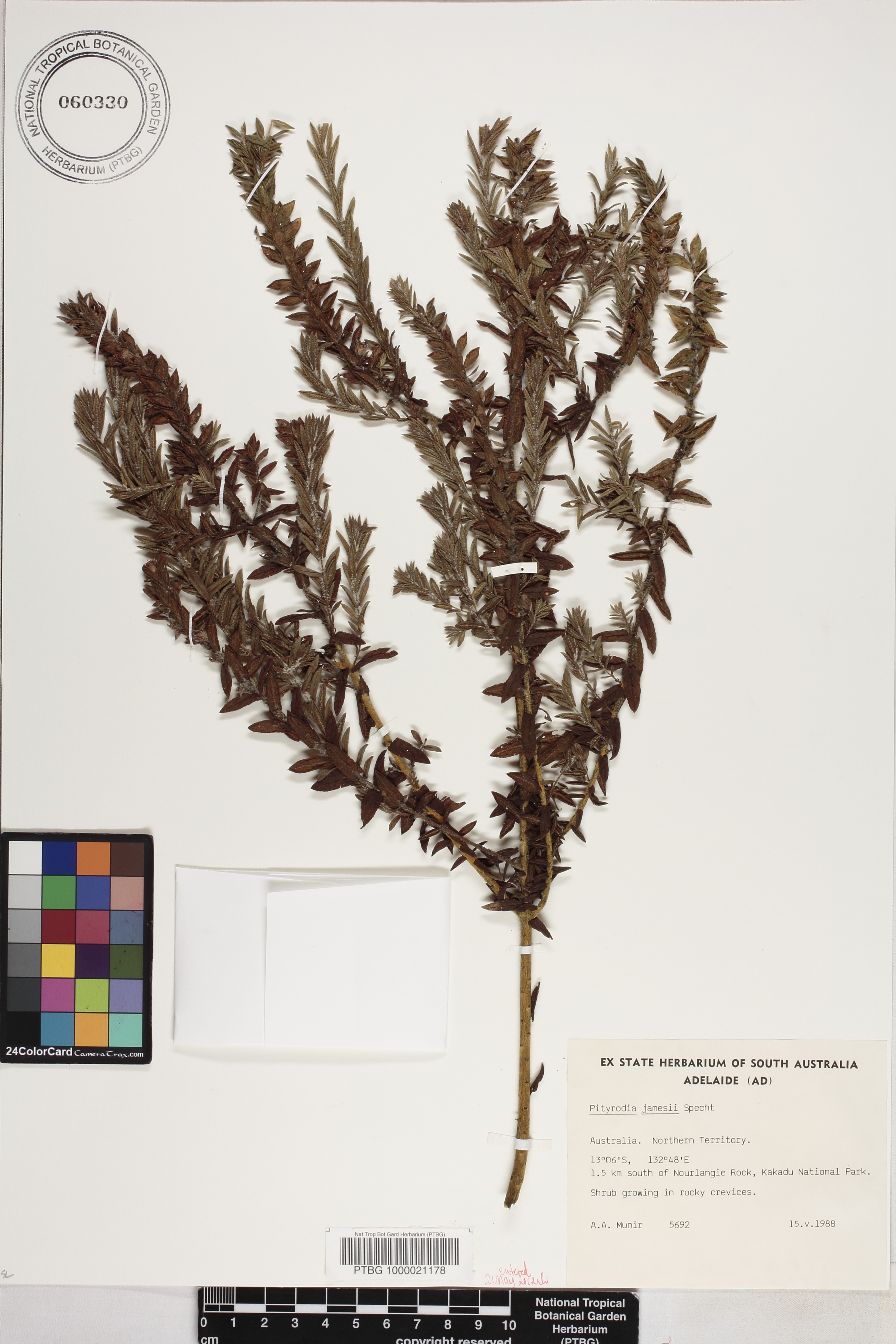 Pityrodia jamesii image