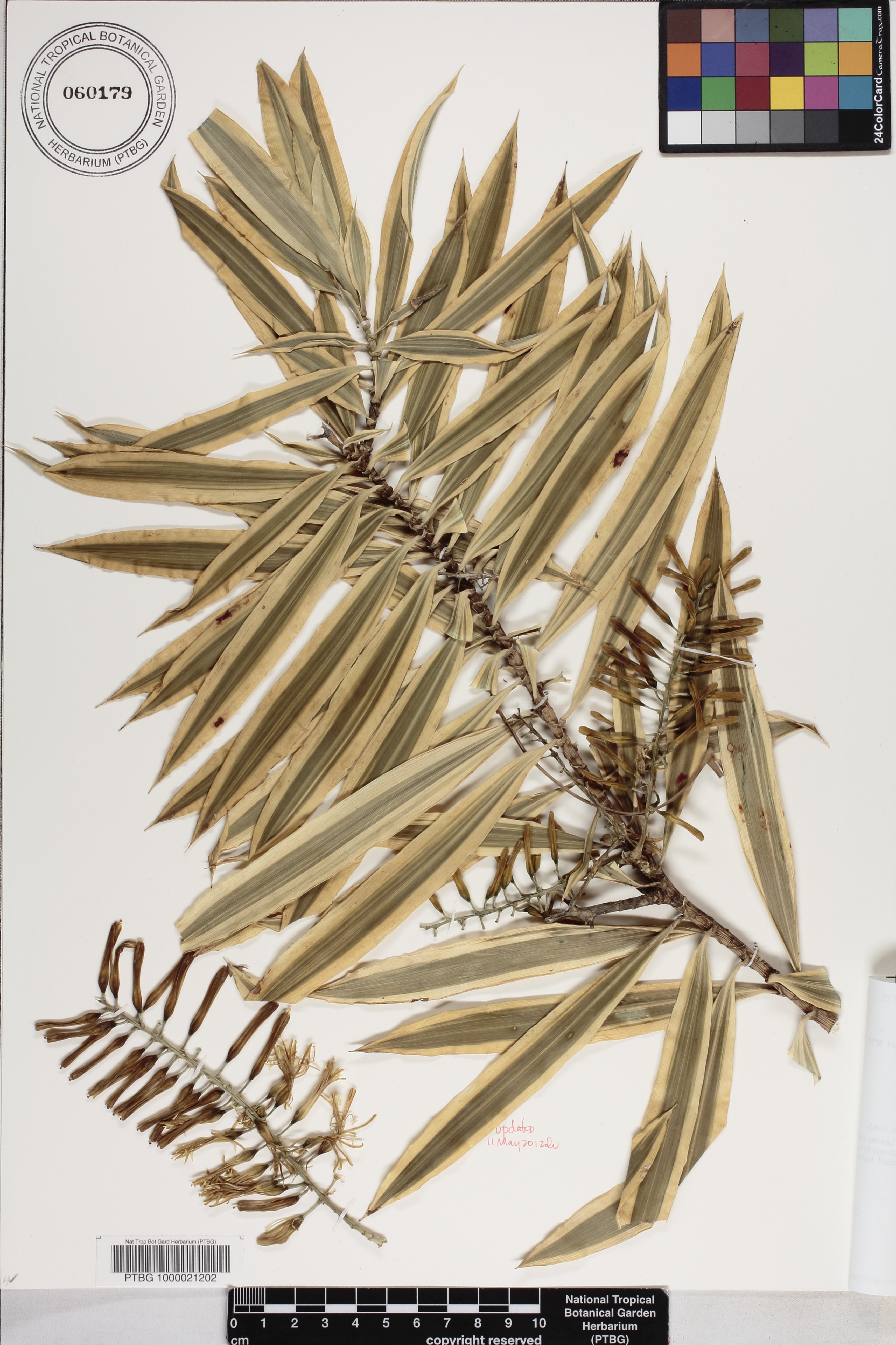 Dracaena reflexa image