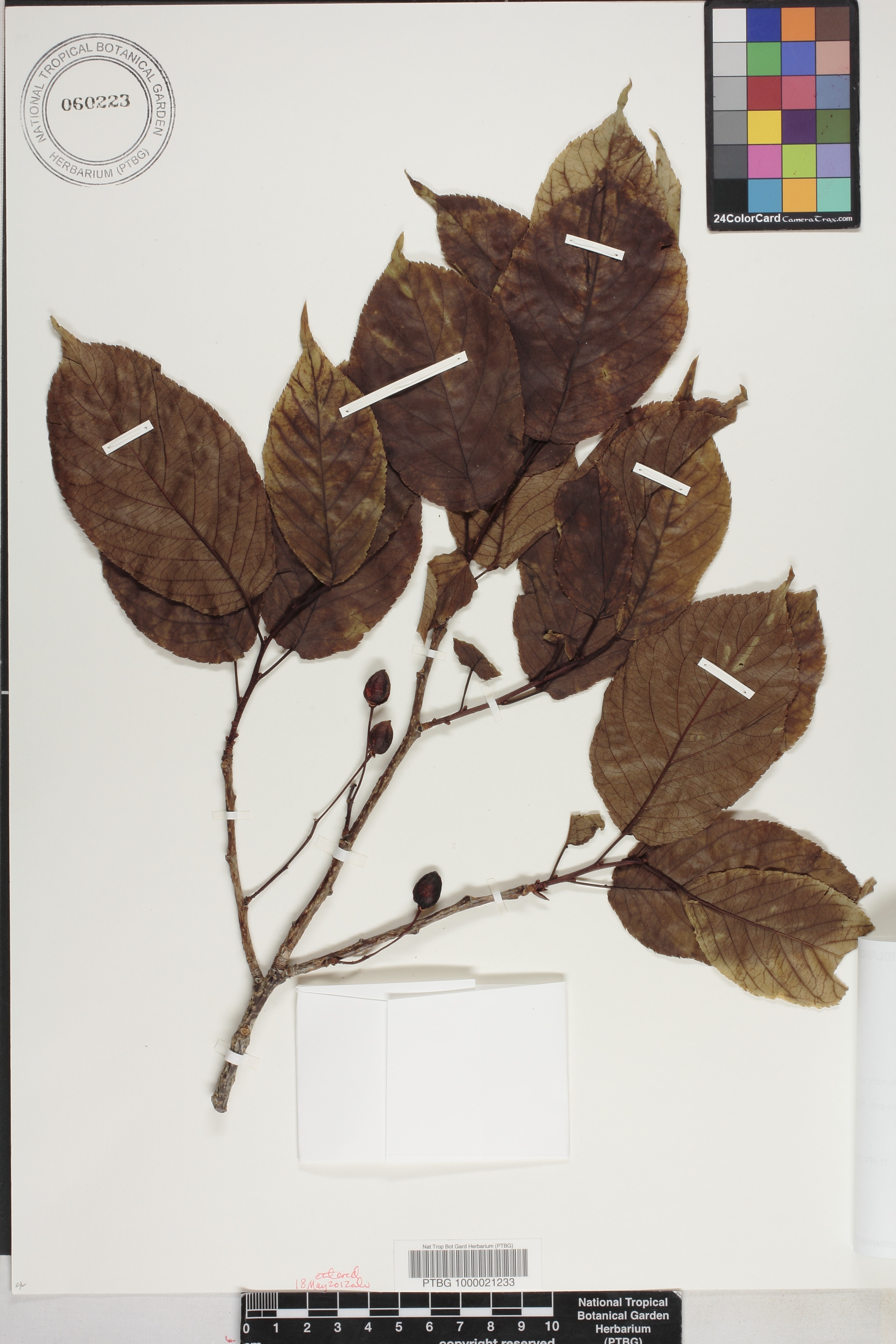 Prunus campanulata image