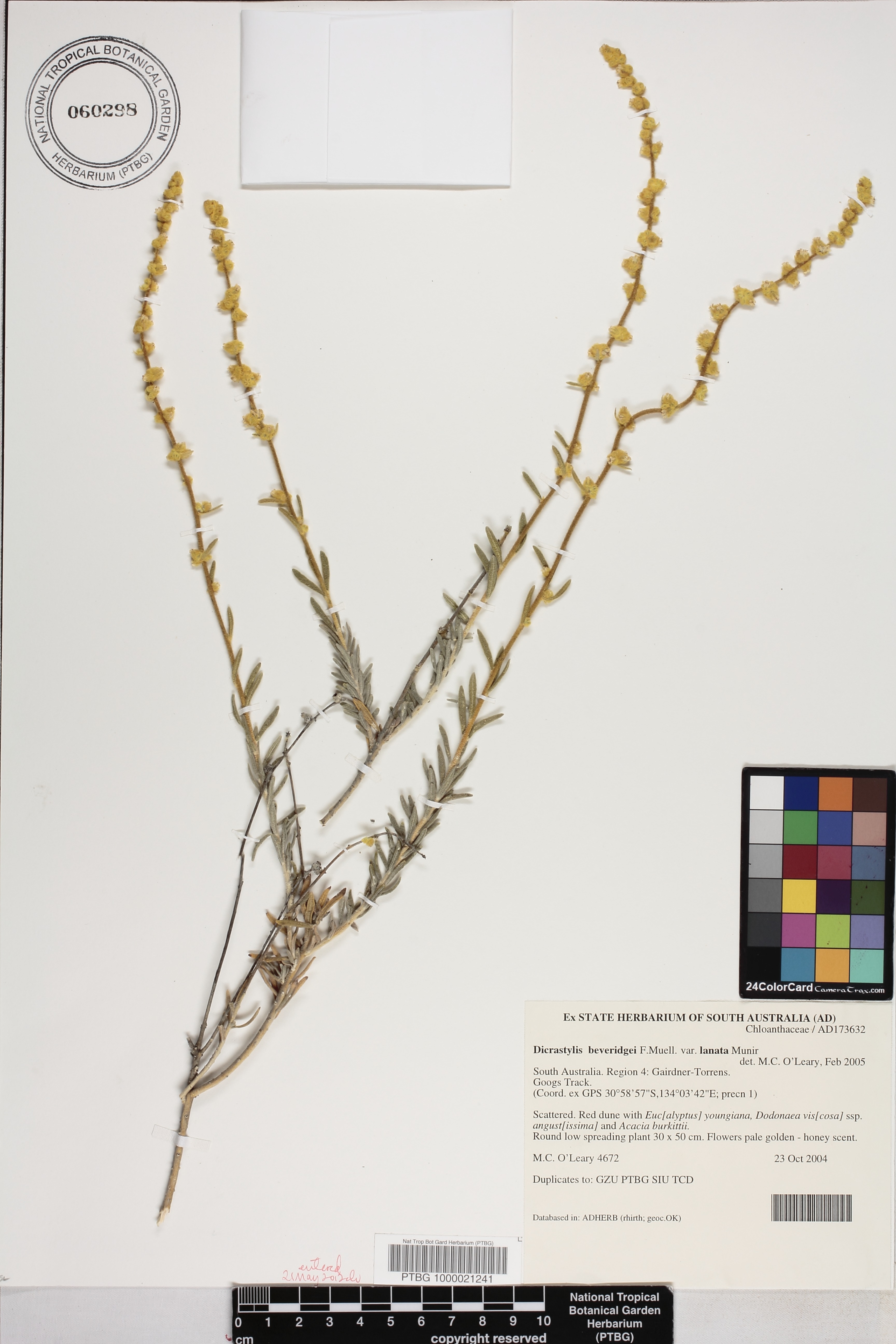 Dicrastylis beveridgei image