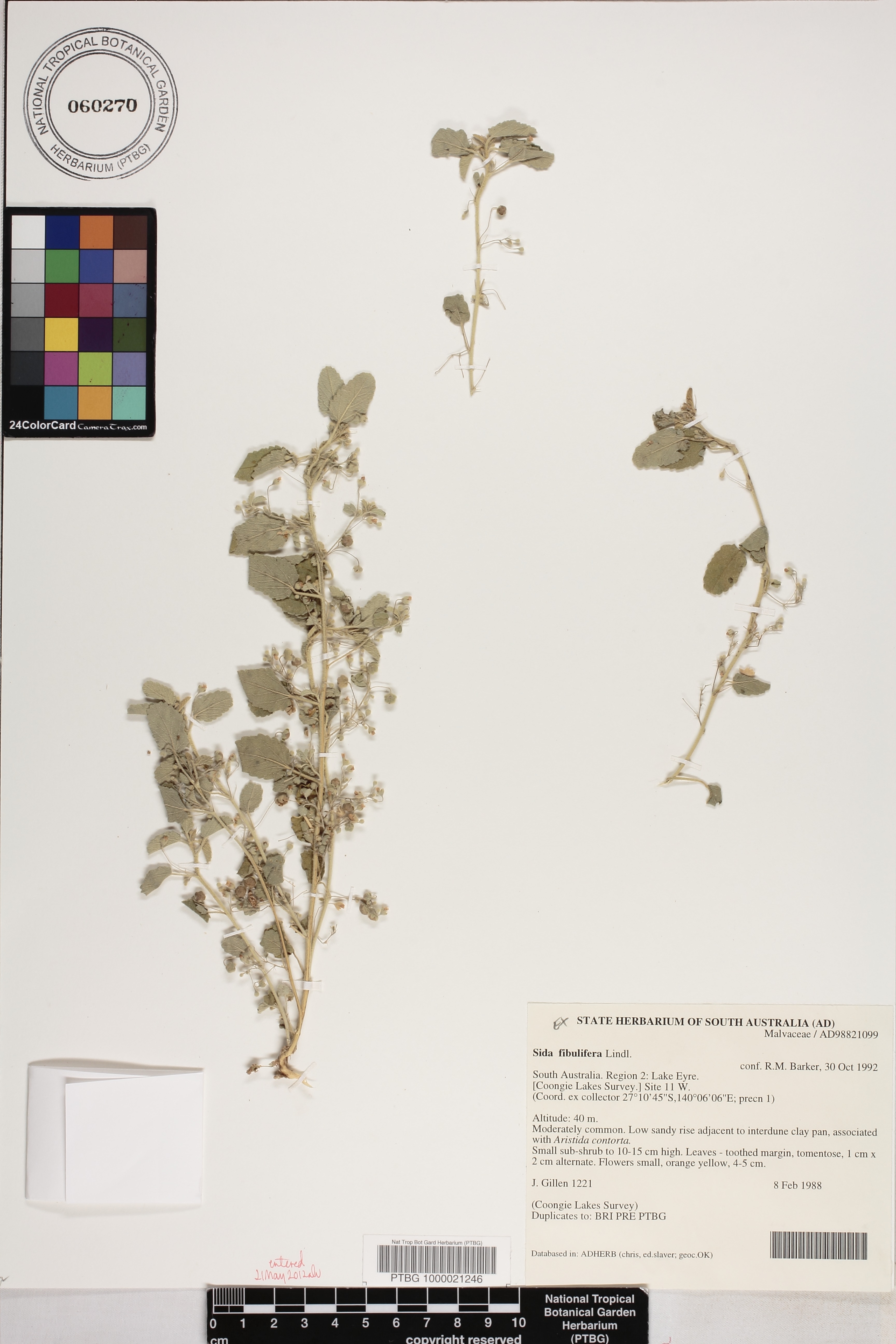 Sida fibulifera image