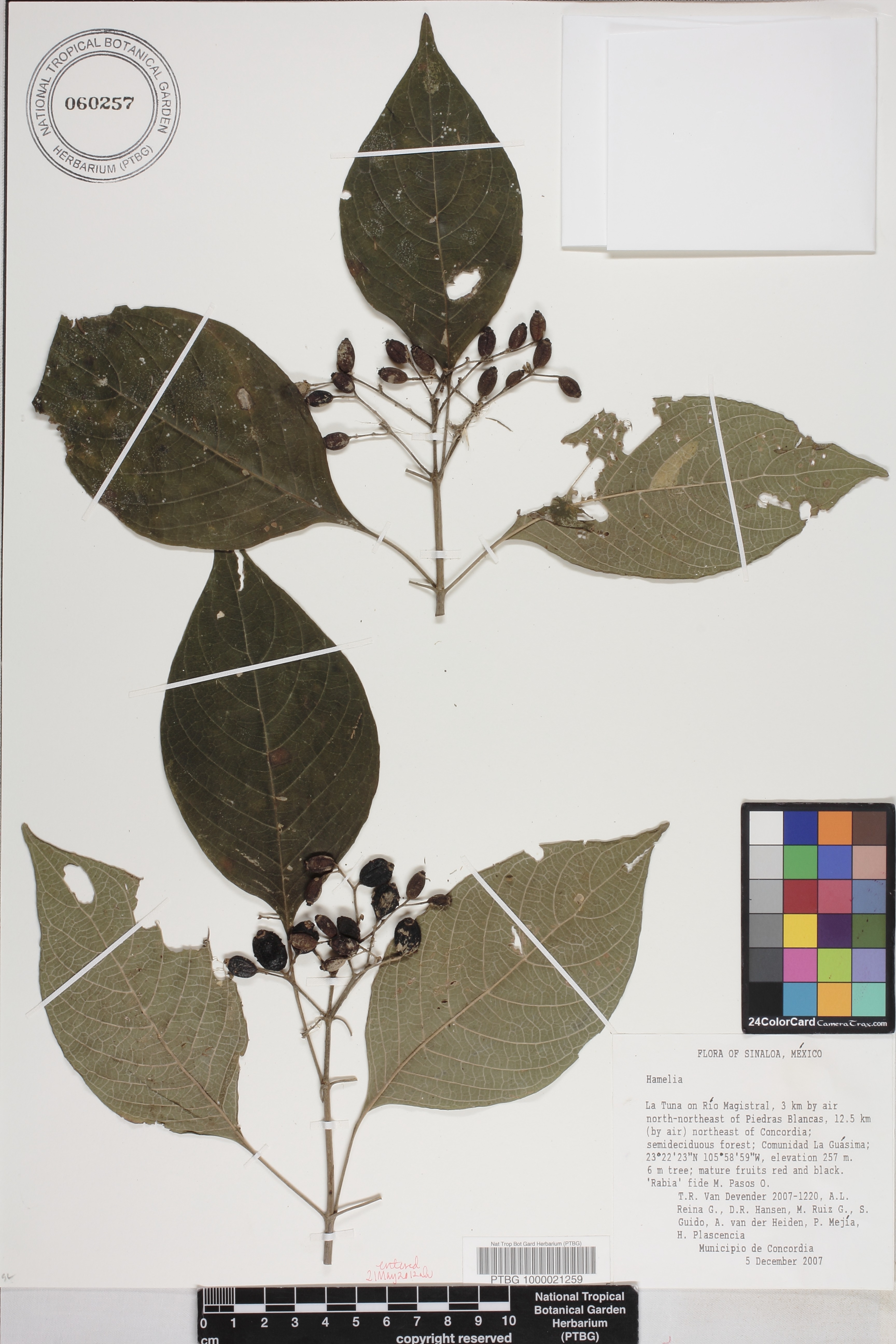 Hamelia image