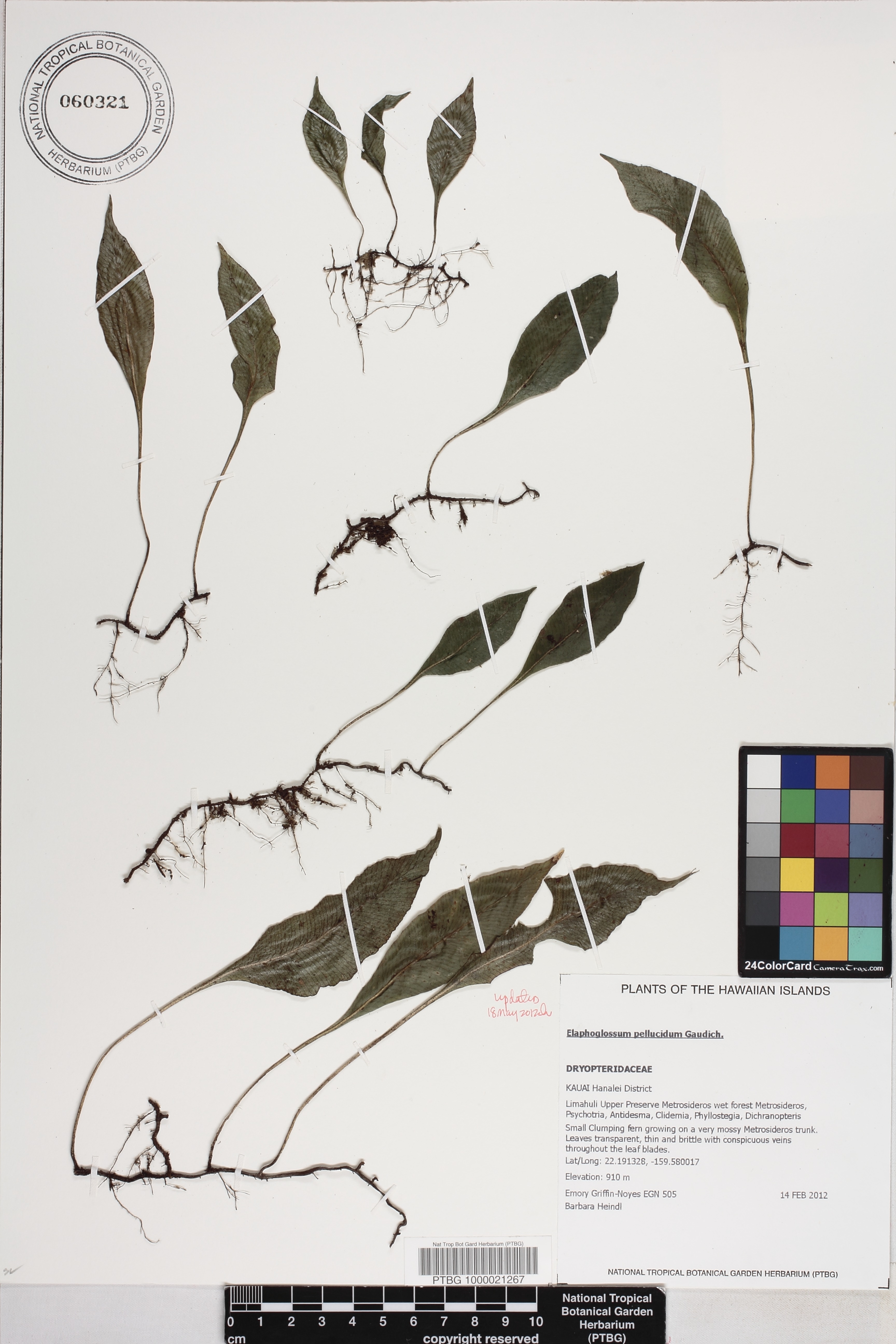 Elaphoglossum image