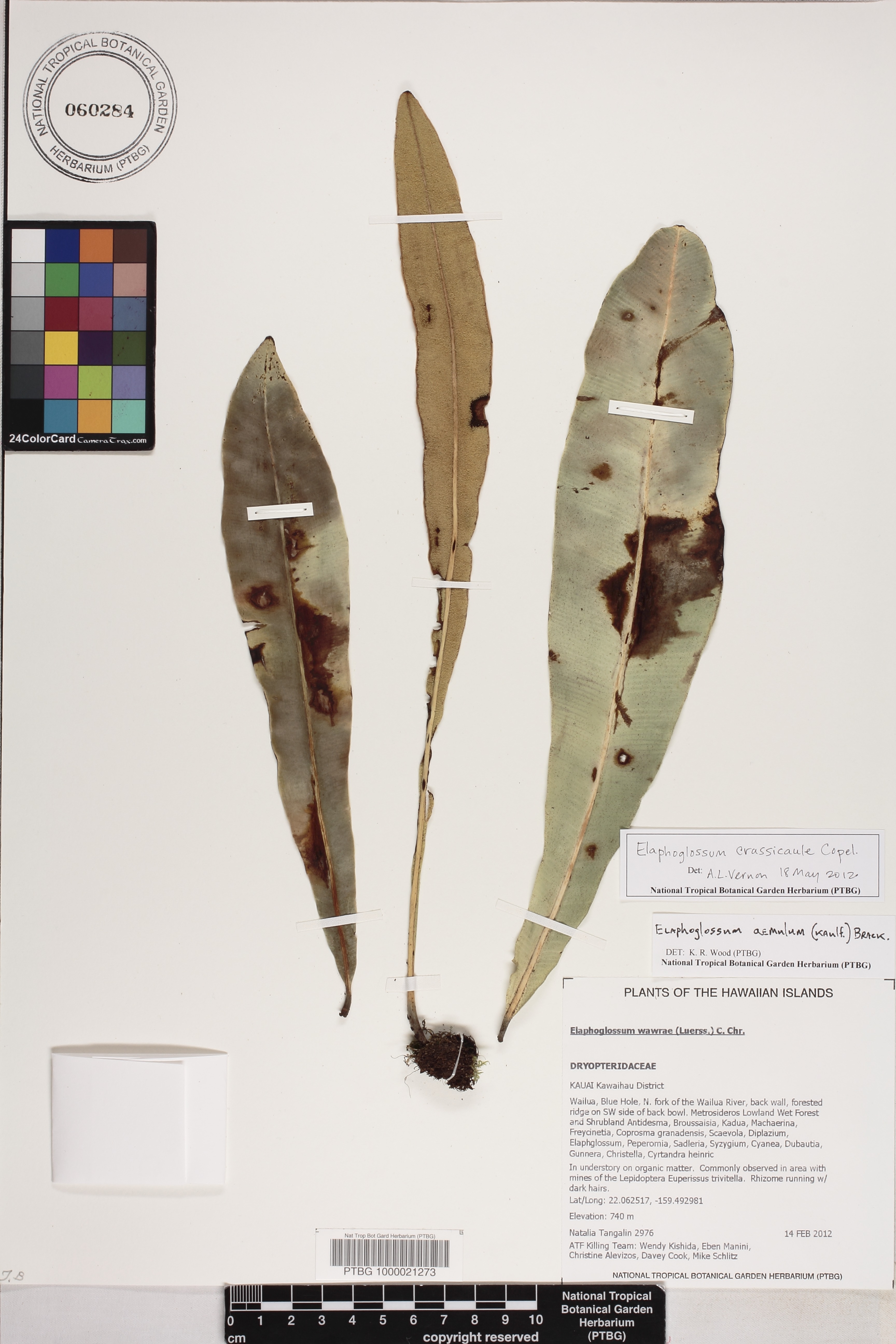 Elaphoglossum crassicaule image