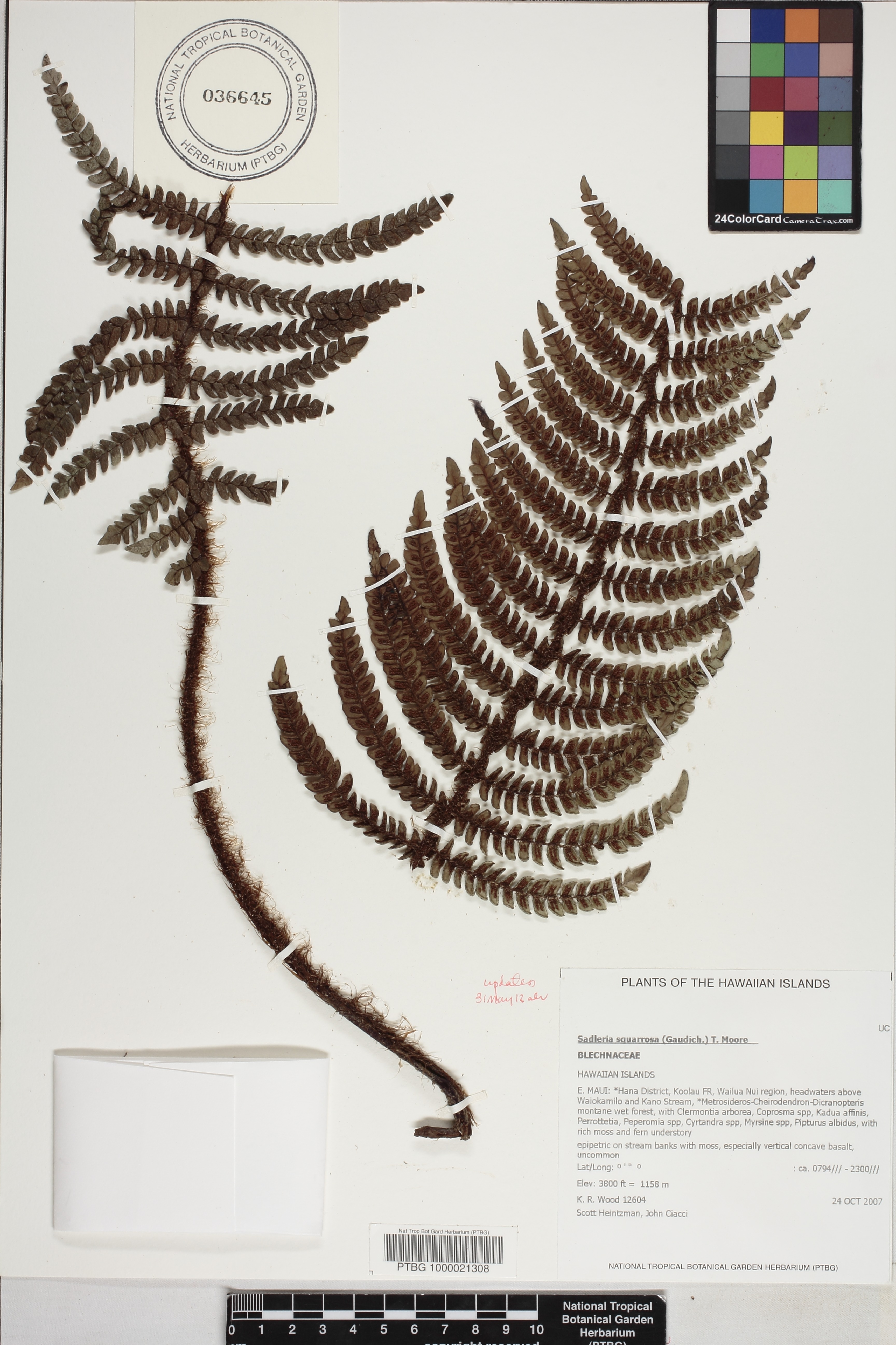Sadleria image