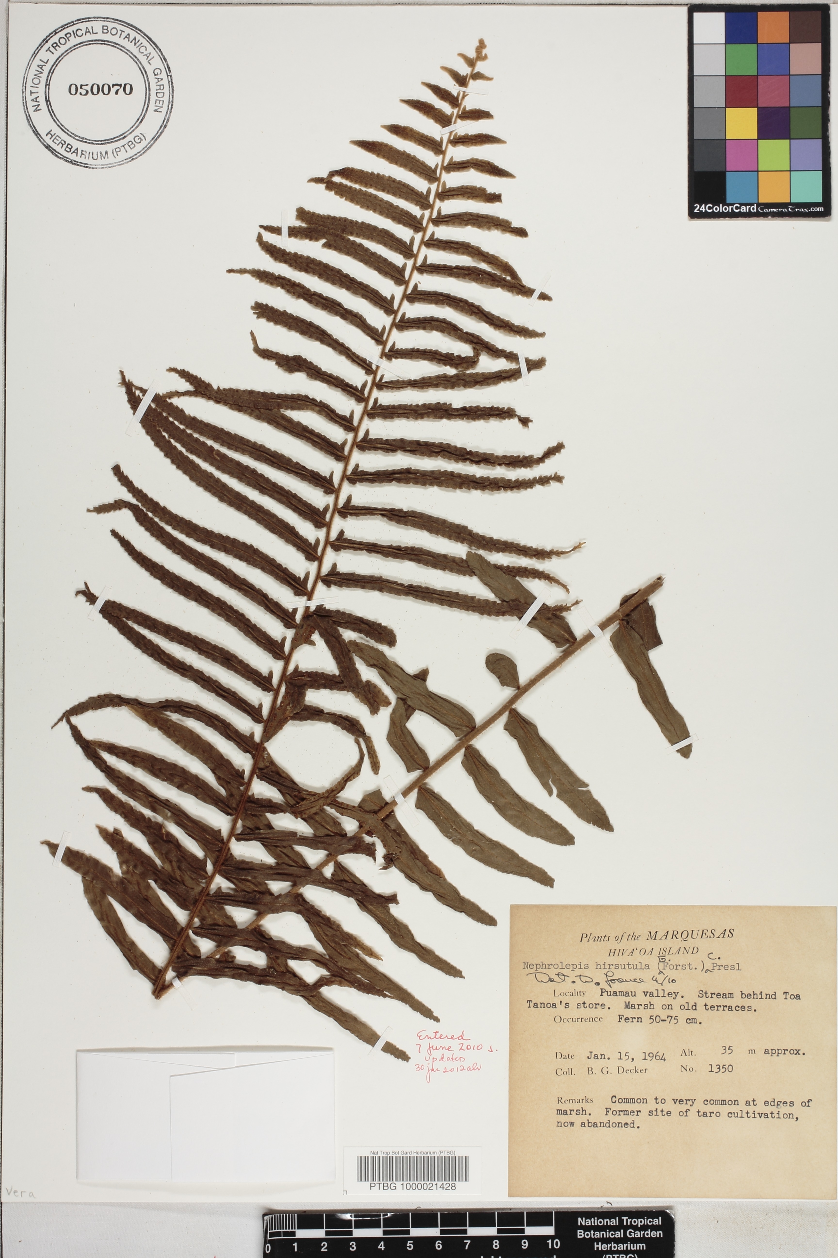 Nephrolepis brownii image