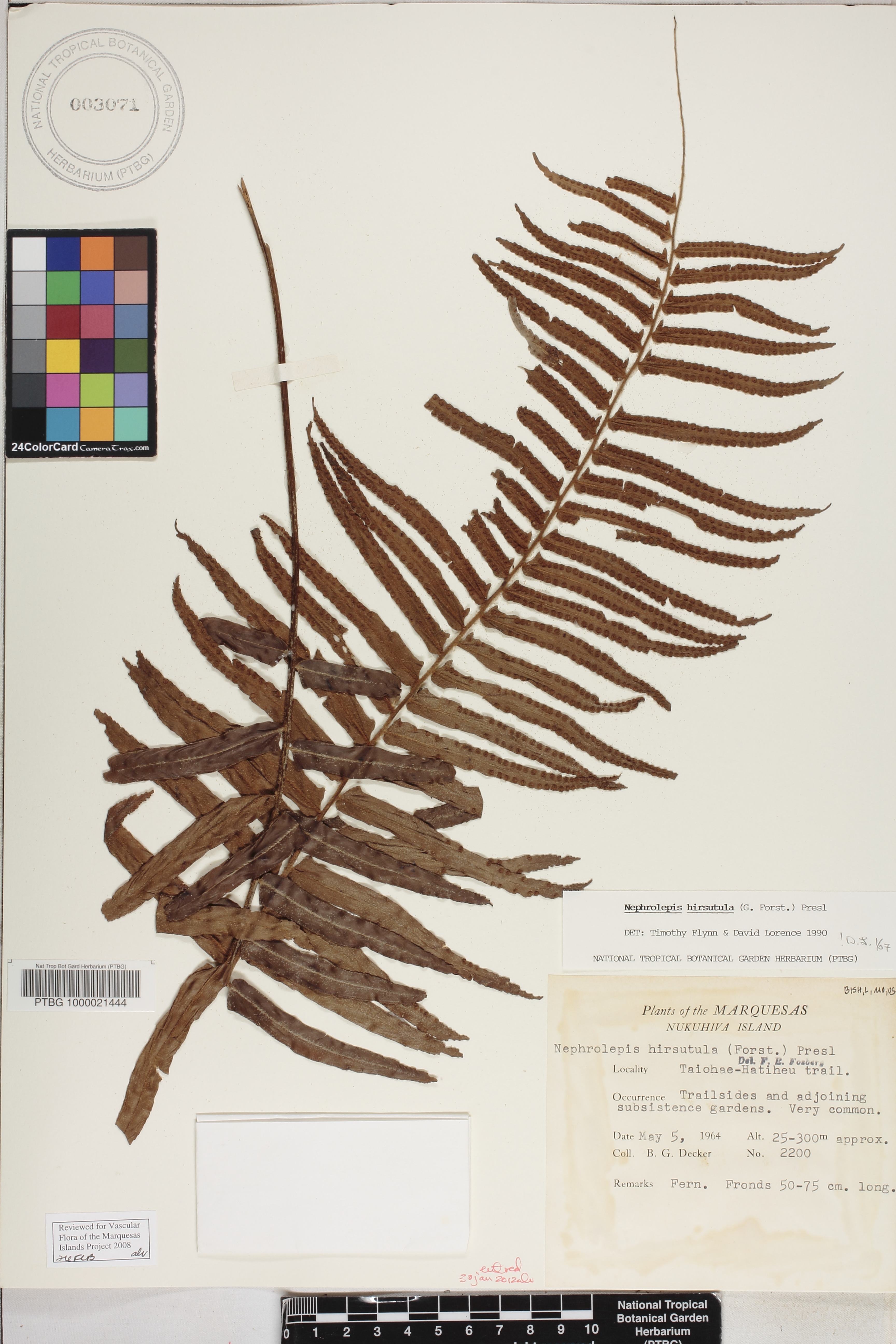 Nephrolepis image