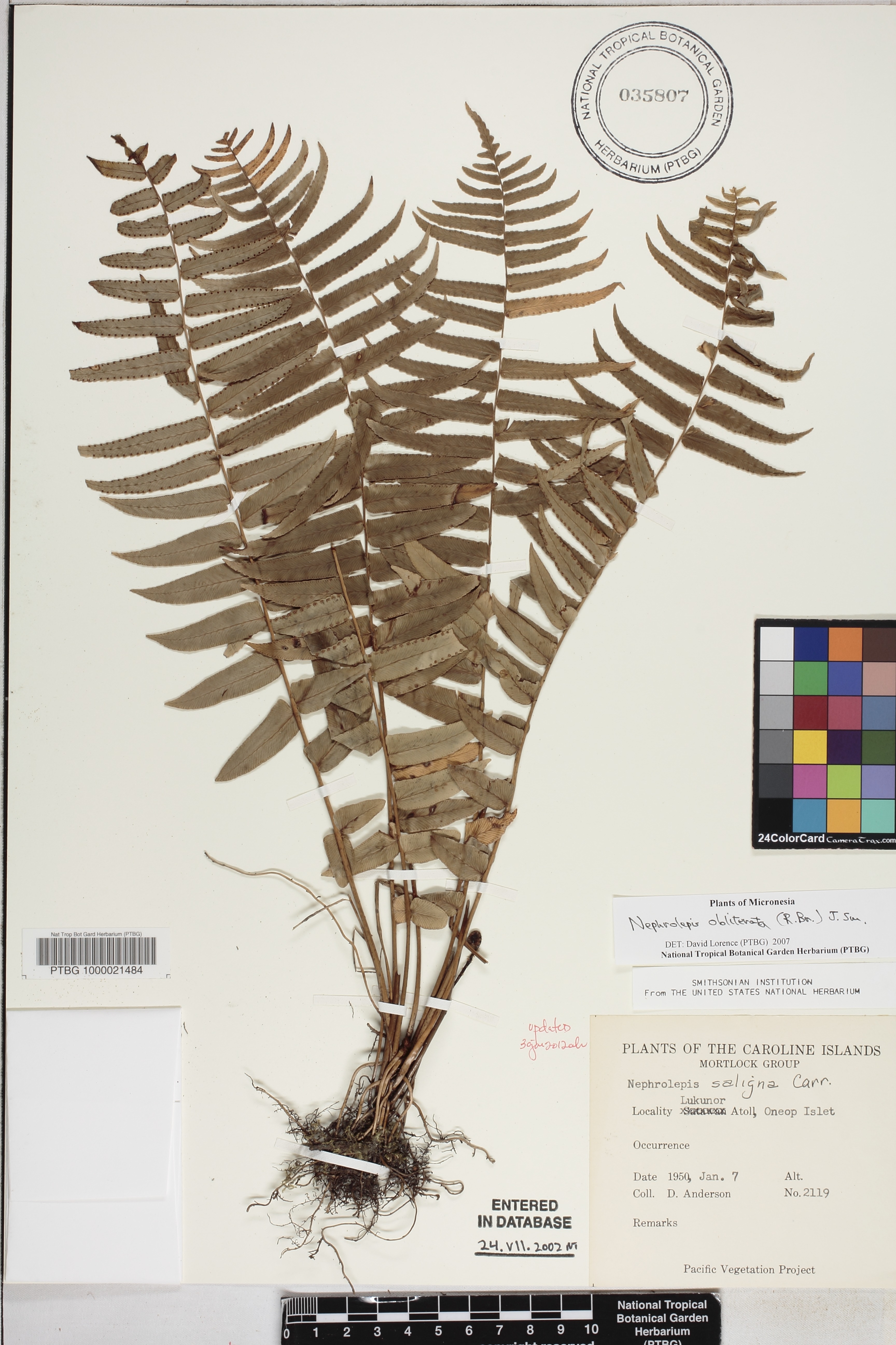 Nephrolepis image