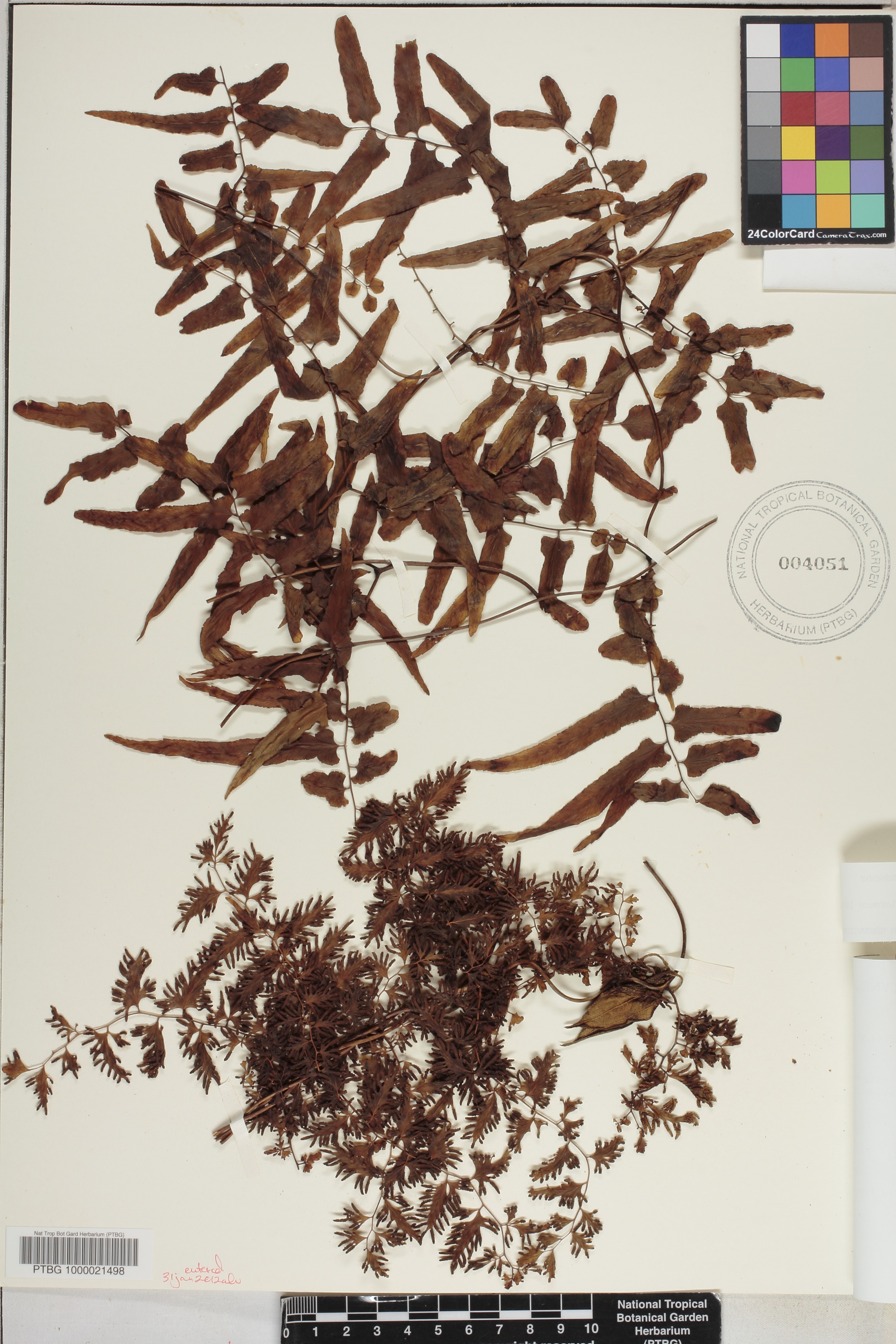 Lygodium reticulatum image