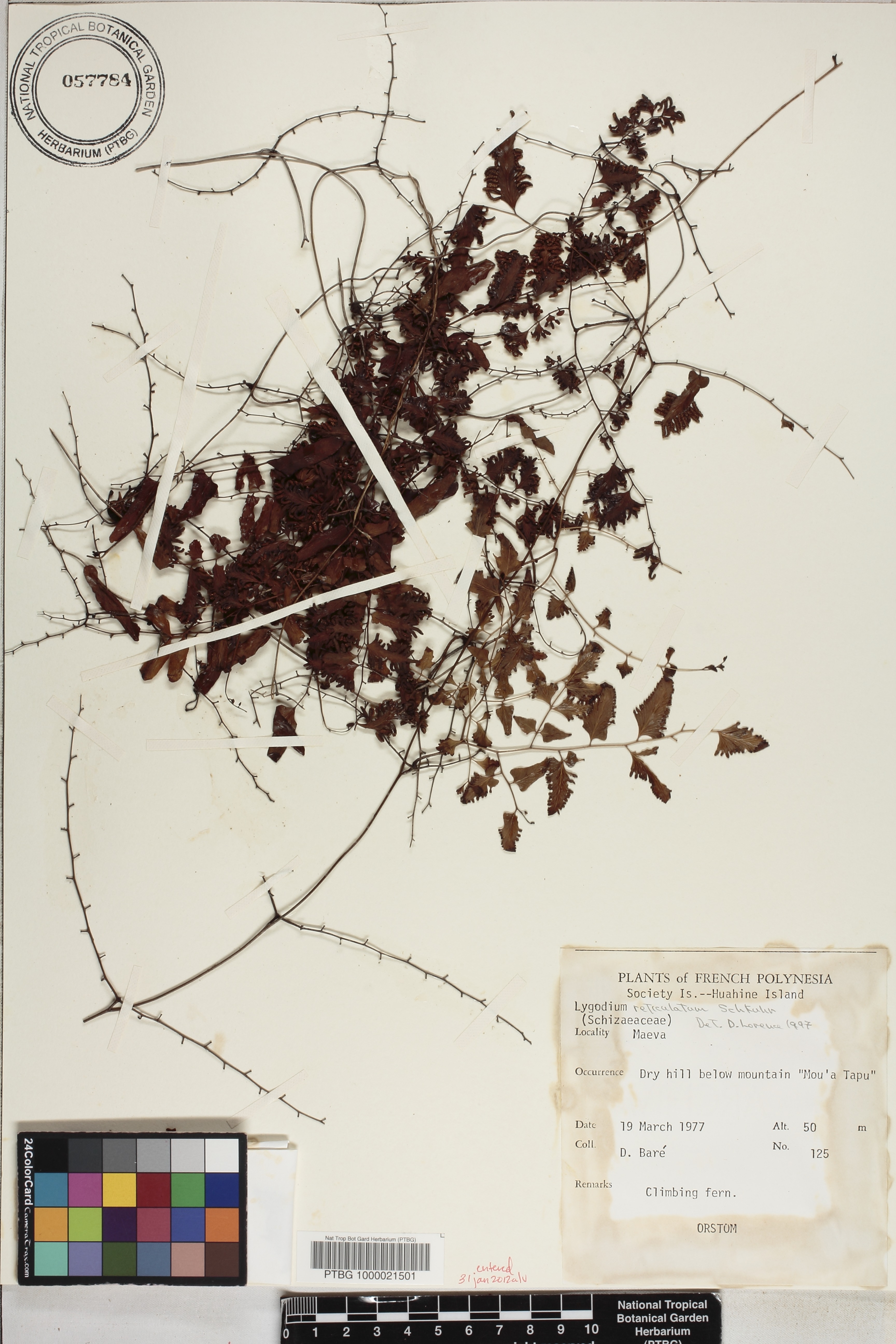 Lygodium reticulatum image