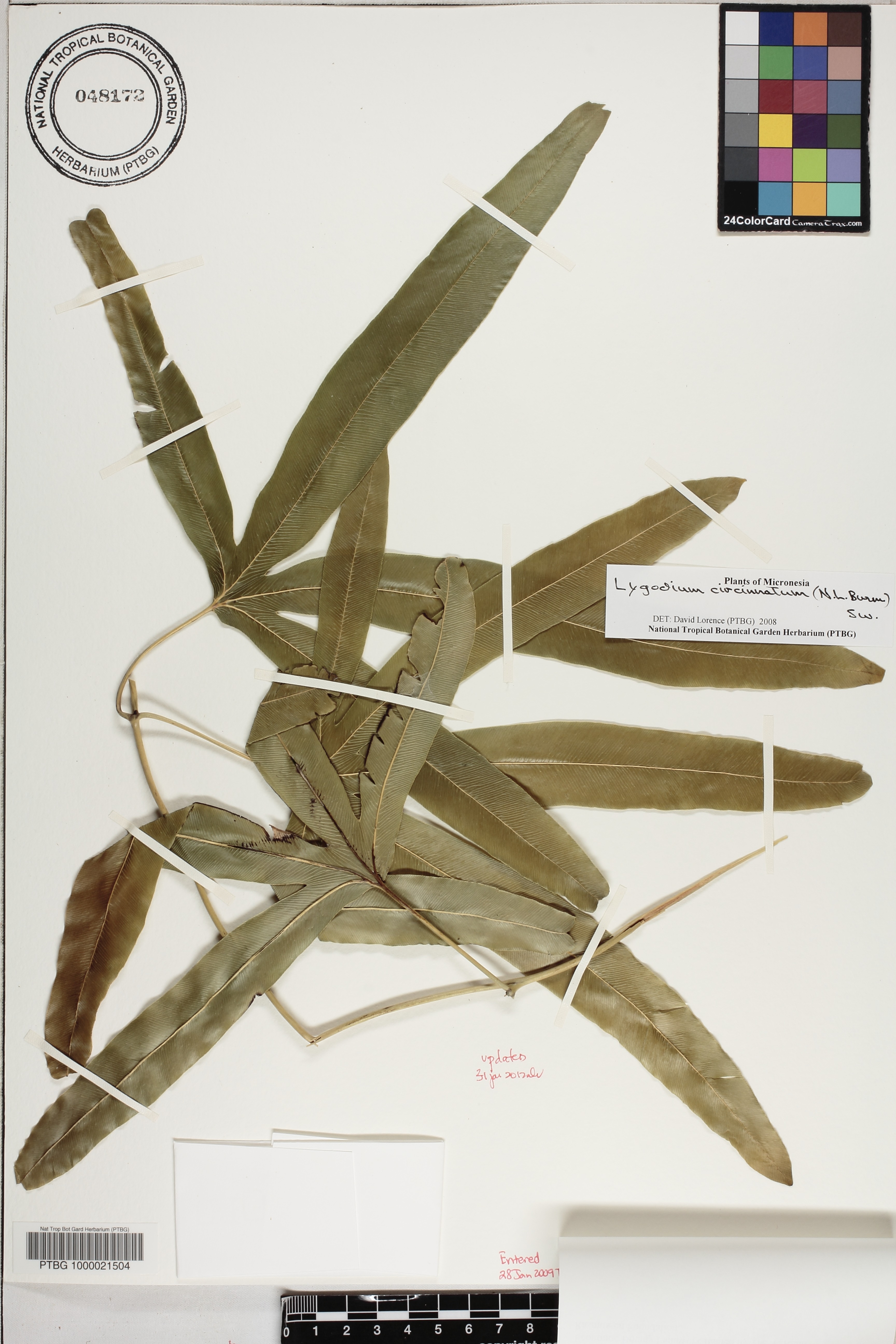 Lygodium image