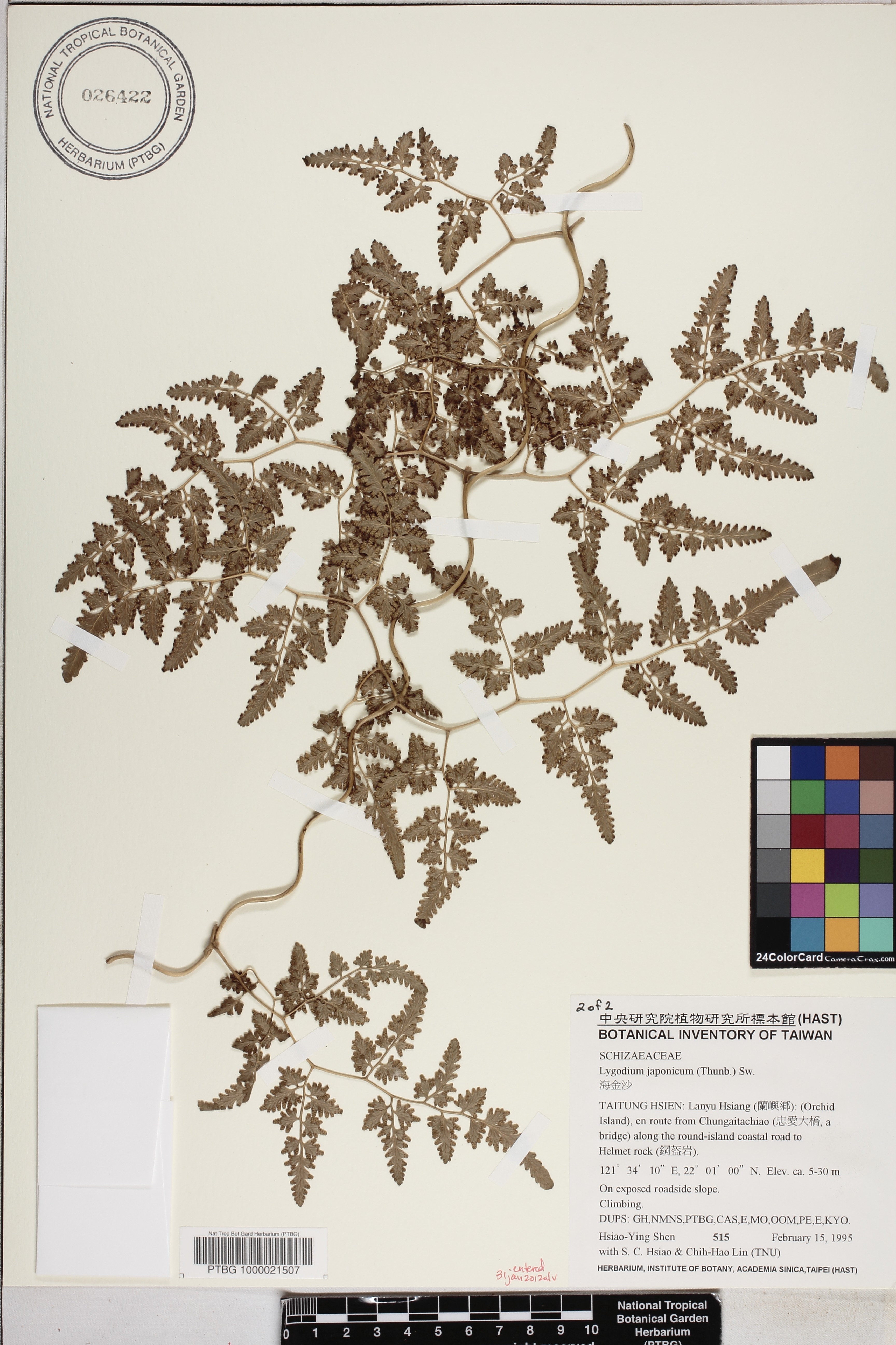 Lygodium japonicum image