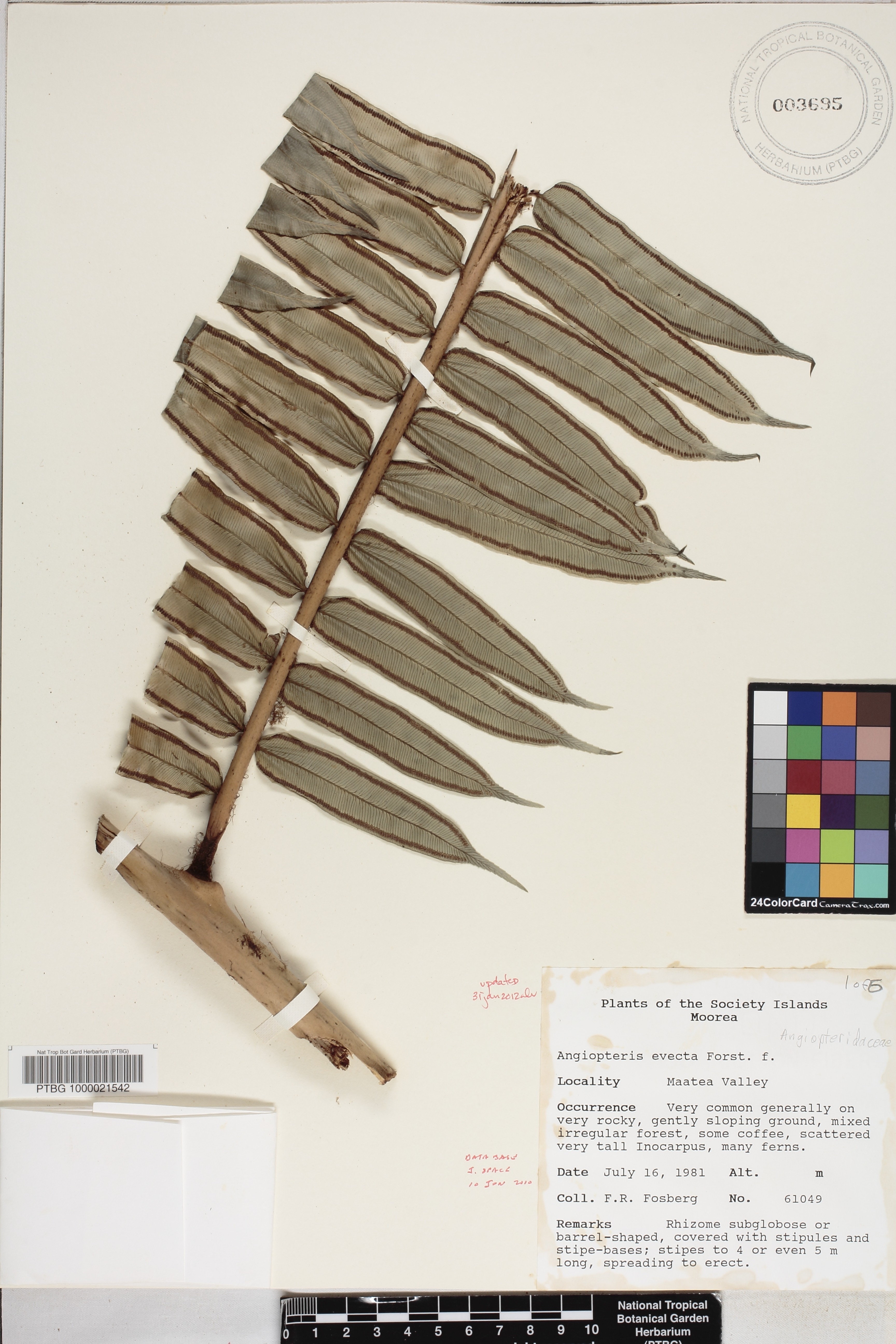 Marattiaceae image