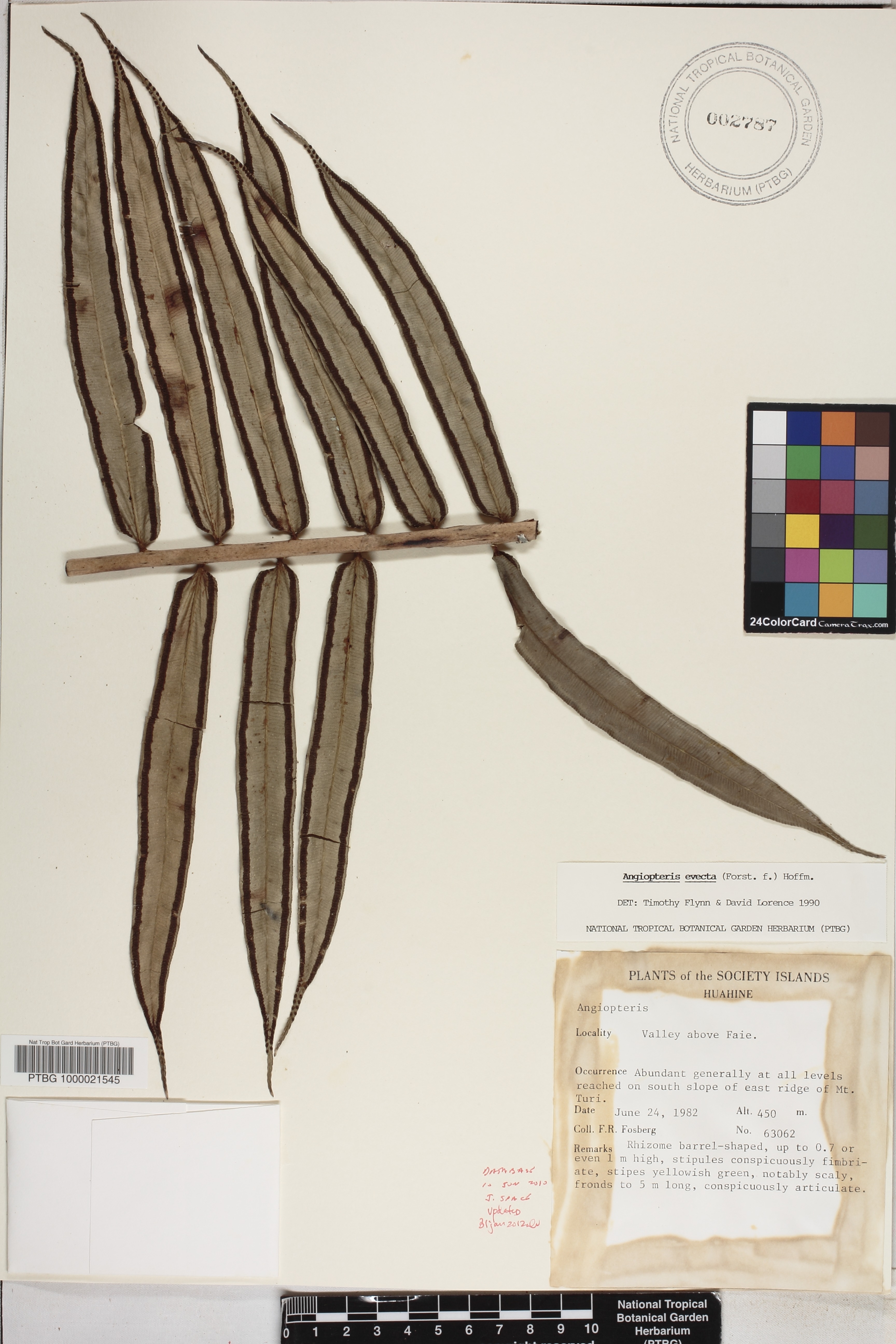 Angiopteris evecta image