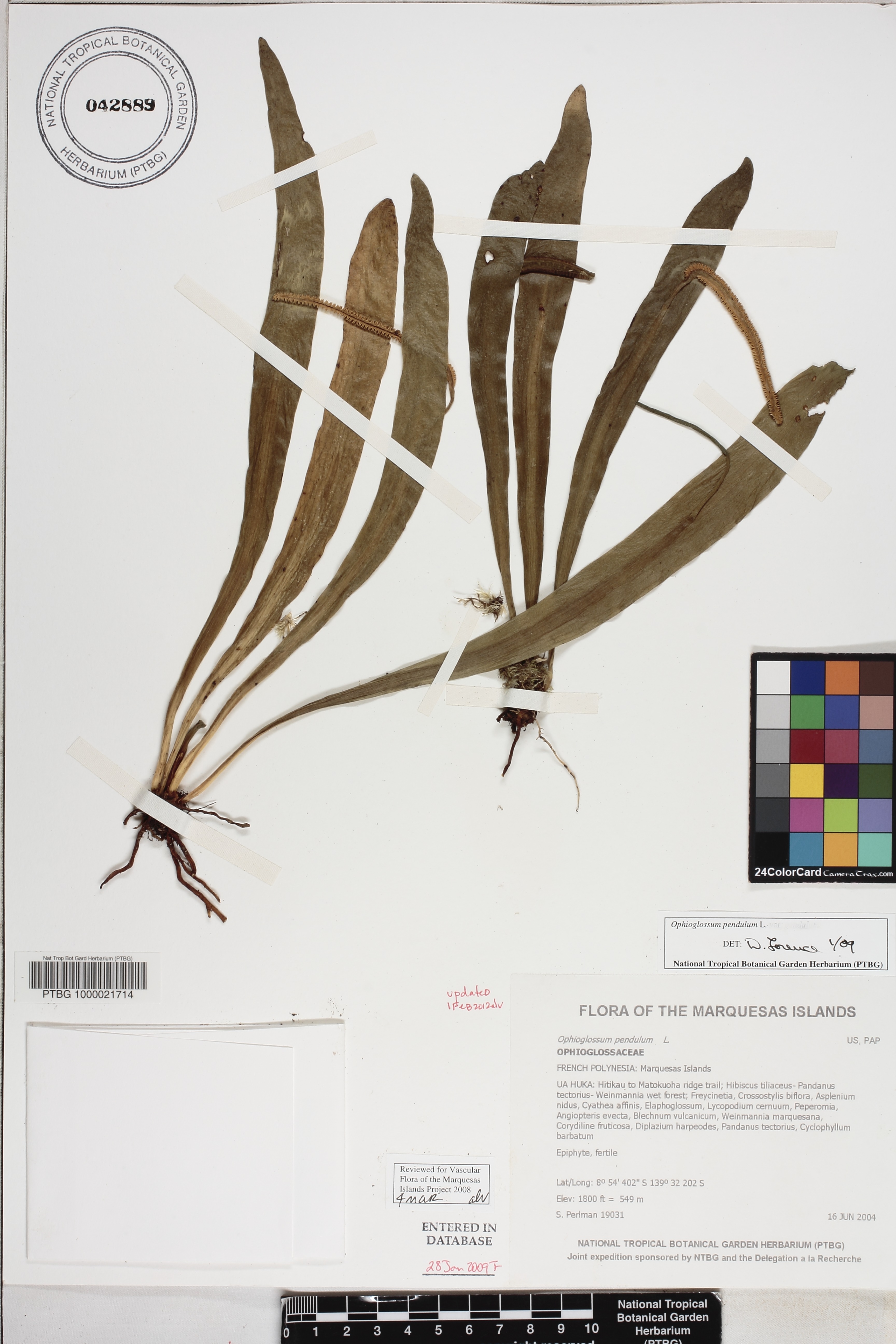Ophioglossum pendulum image