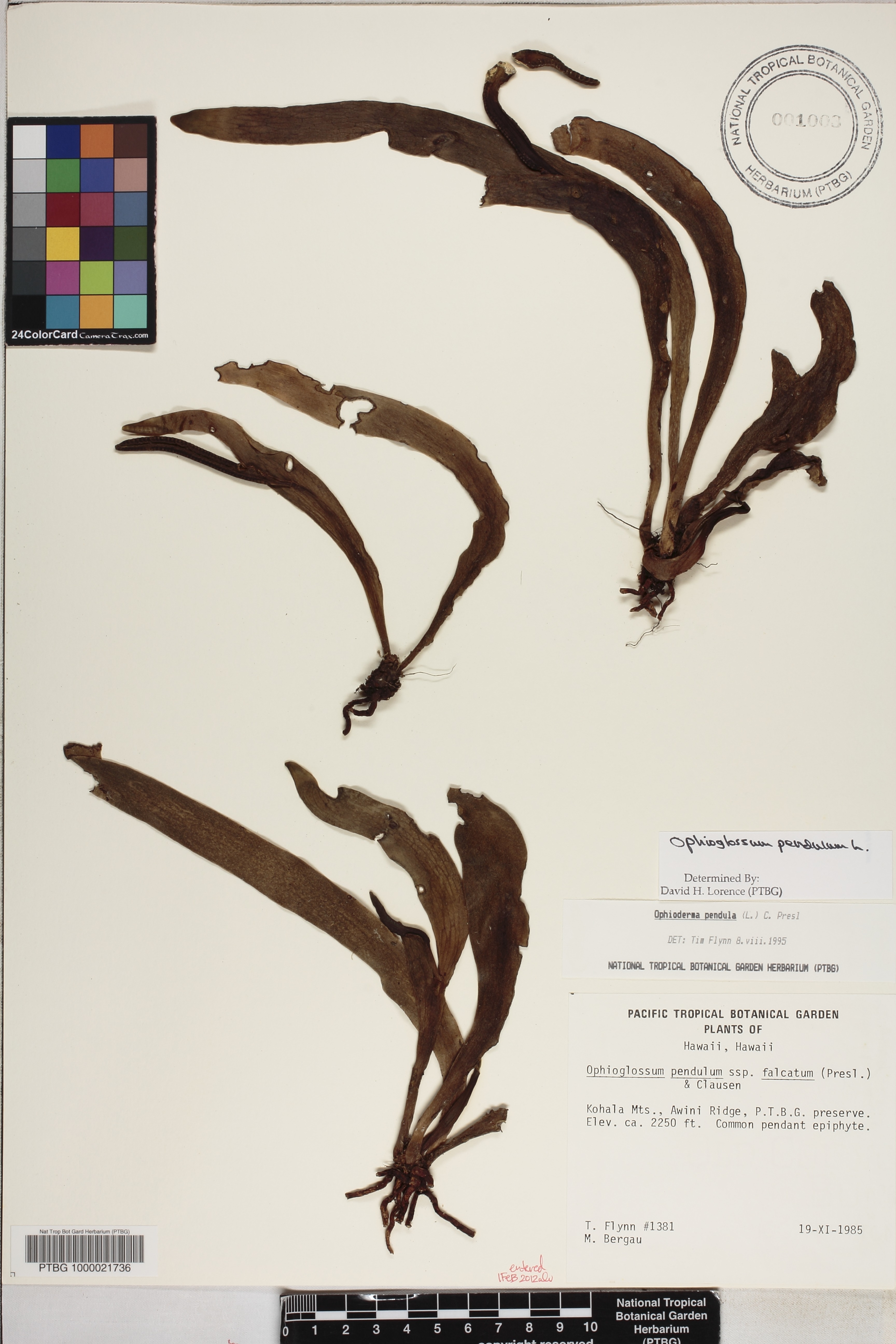 Ophioglossum pendulum image