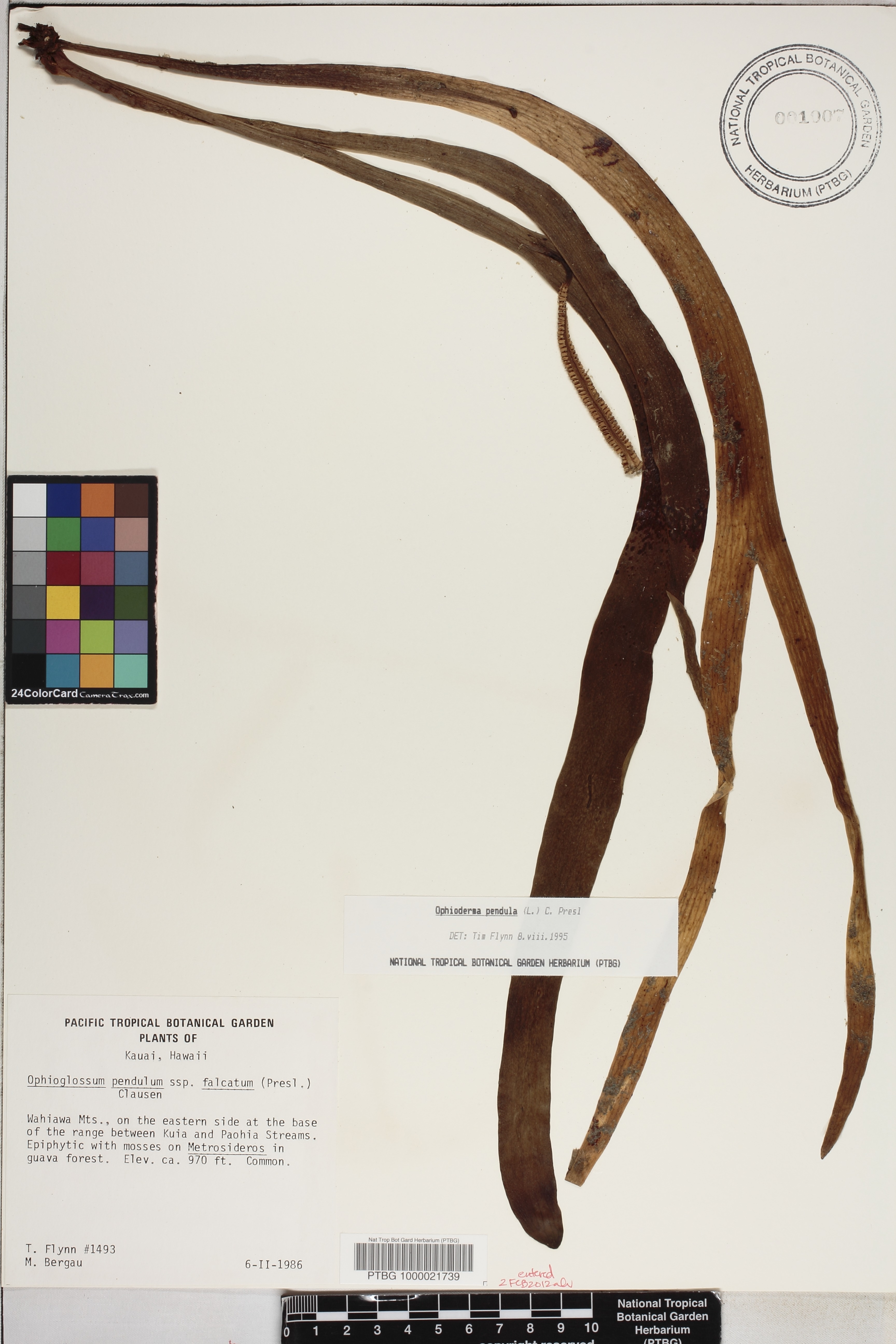 Ophioglossum image