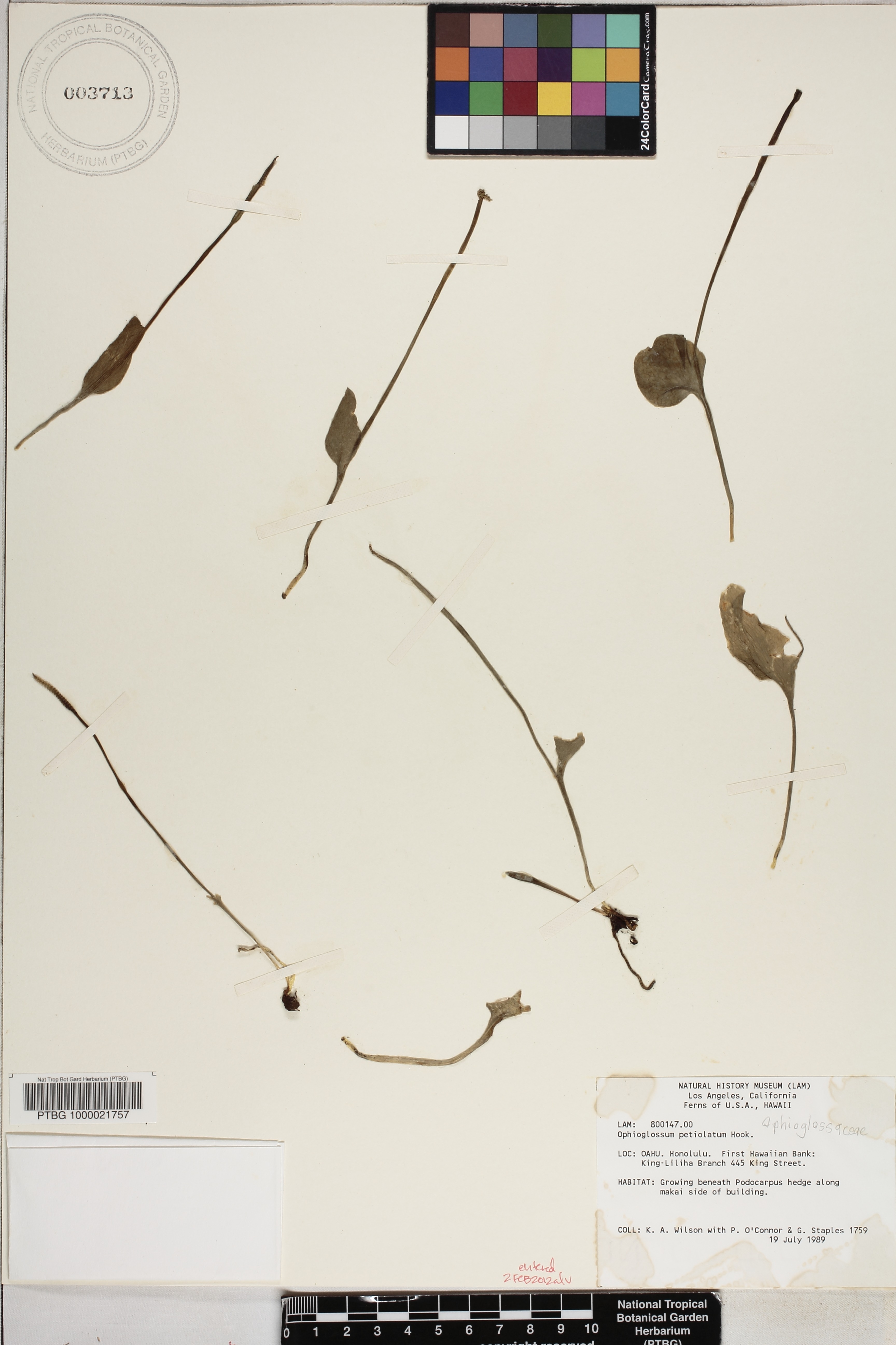 Ophioglossum petiolatum image