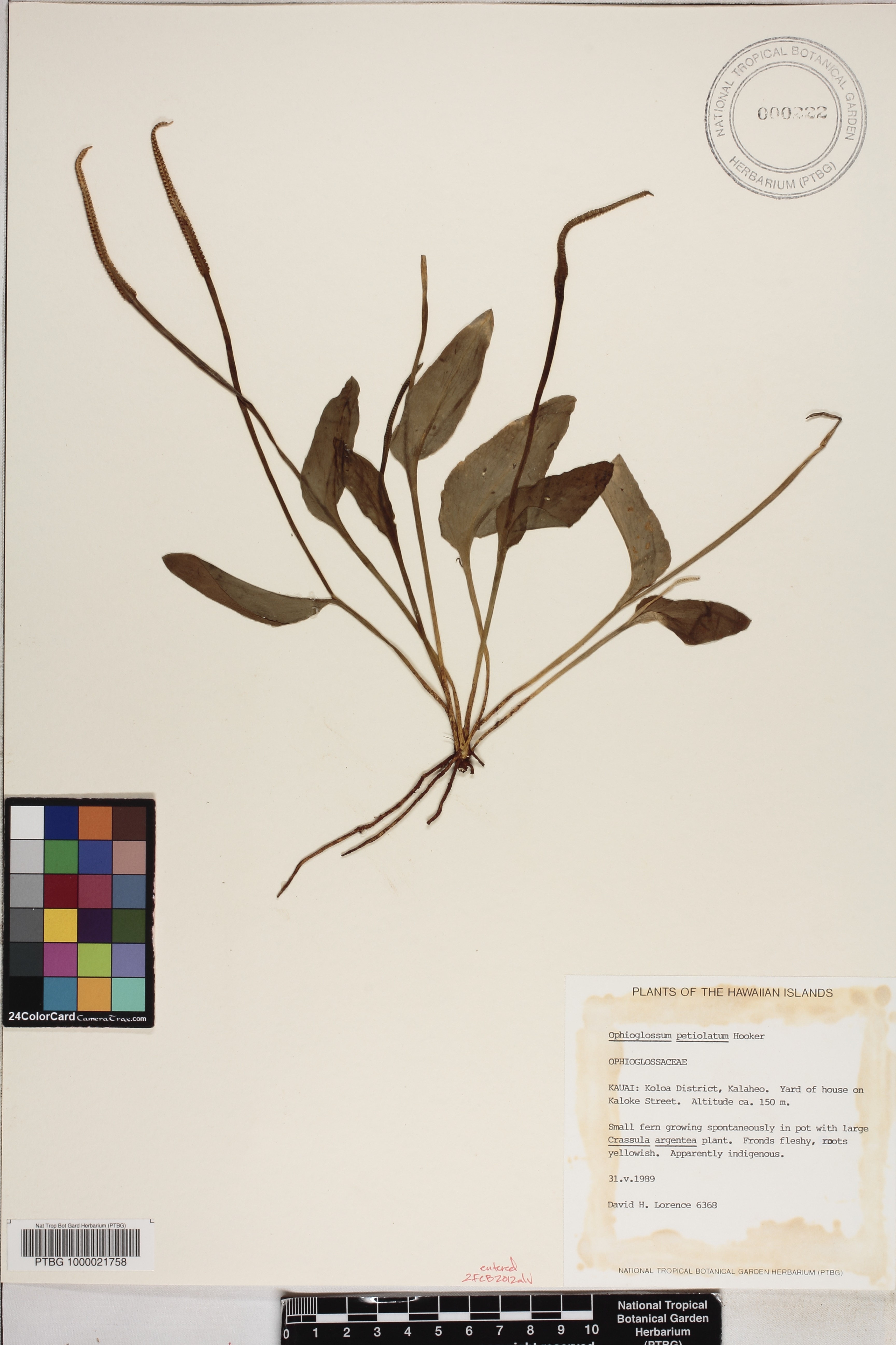 Ophioglossum petiolatum image