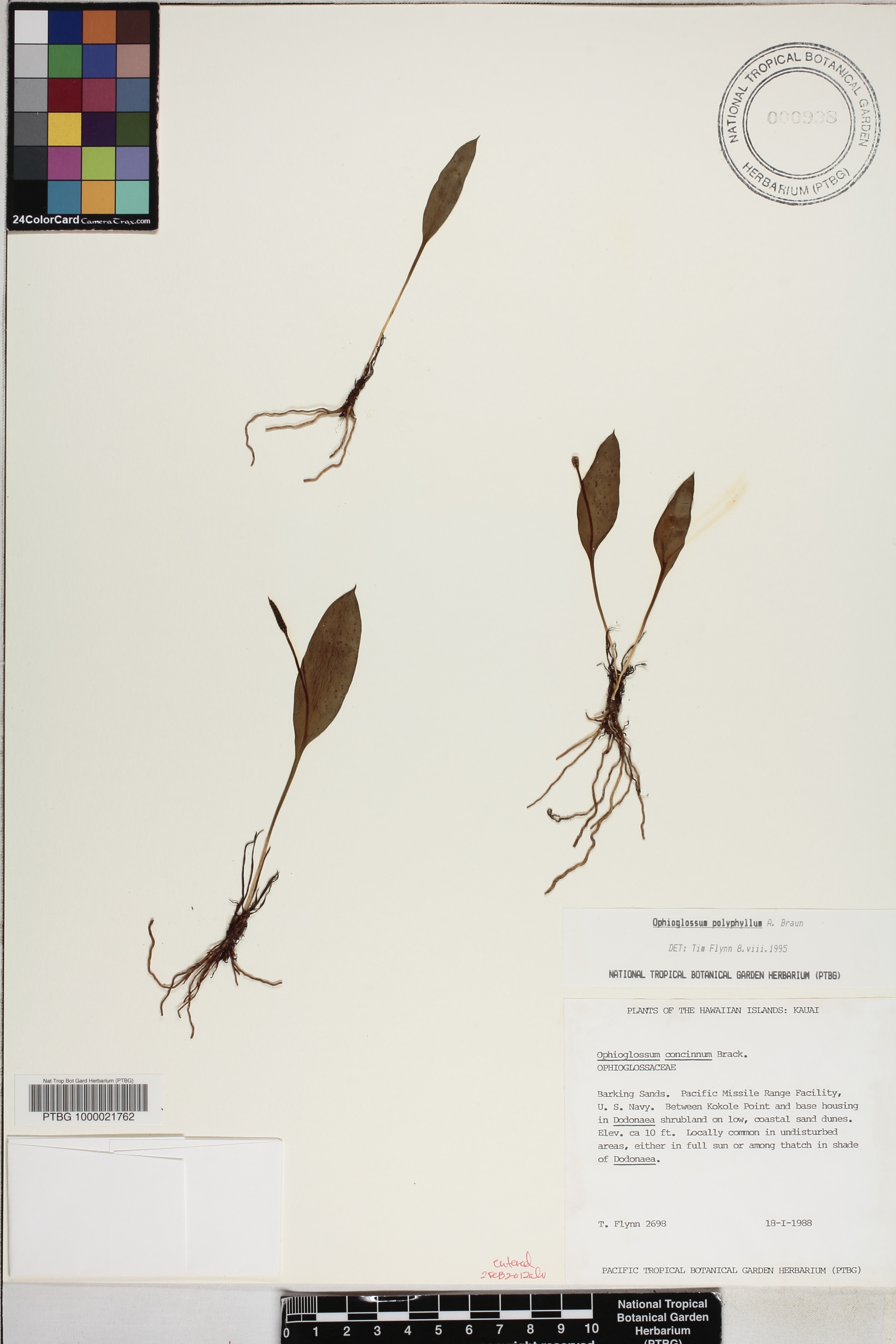 Ophioglossum polyphyllum image