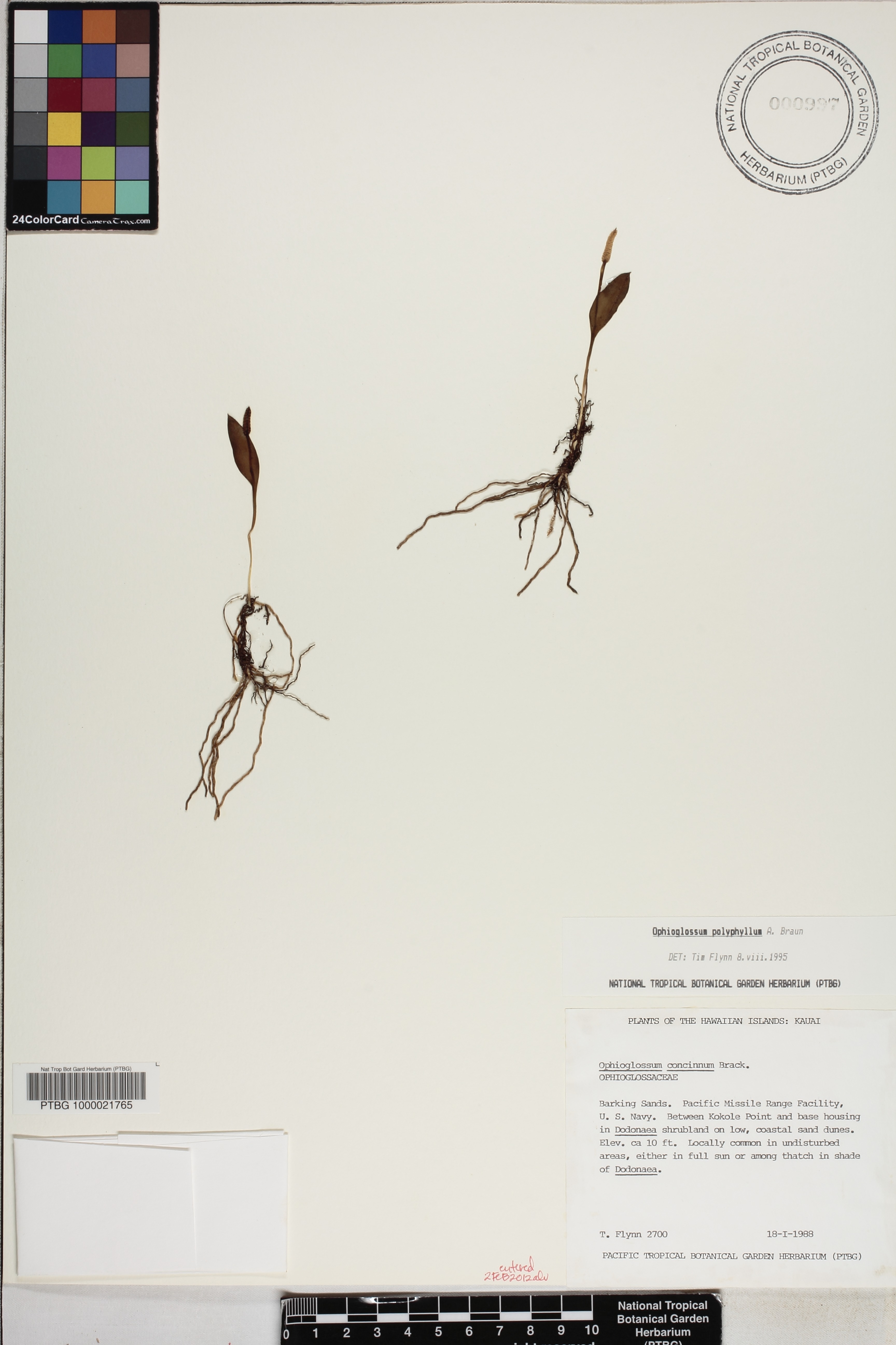 Ophioglossum polyphyllum image