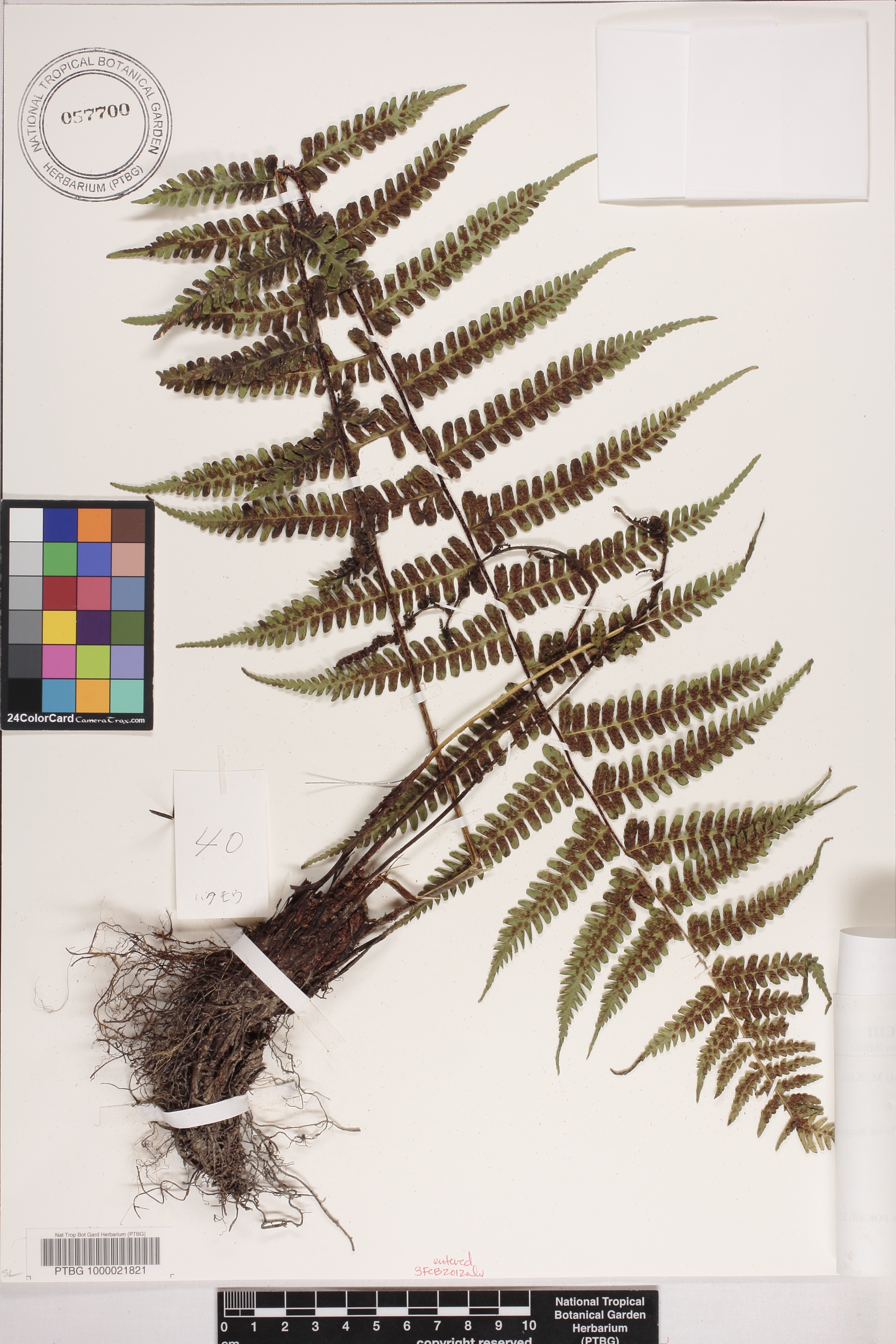 Deparia jiulungensis var. albosquamata image