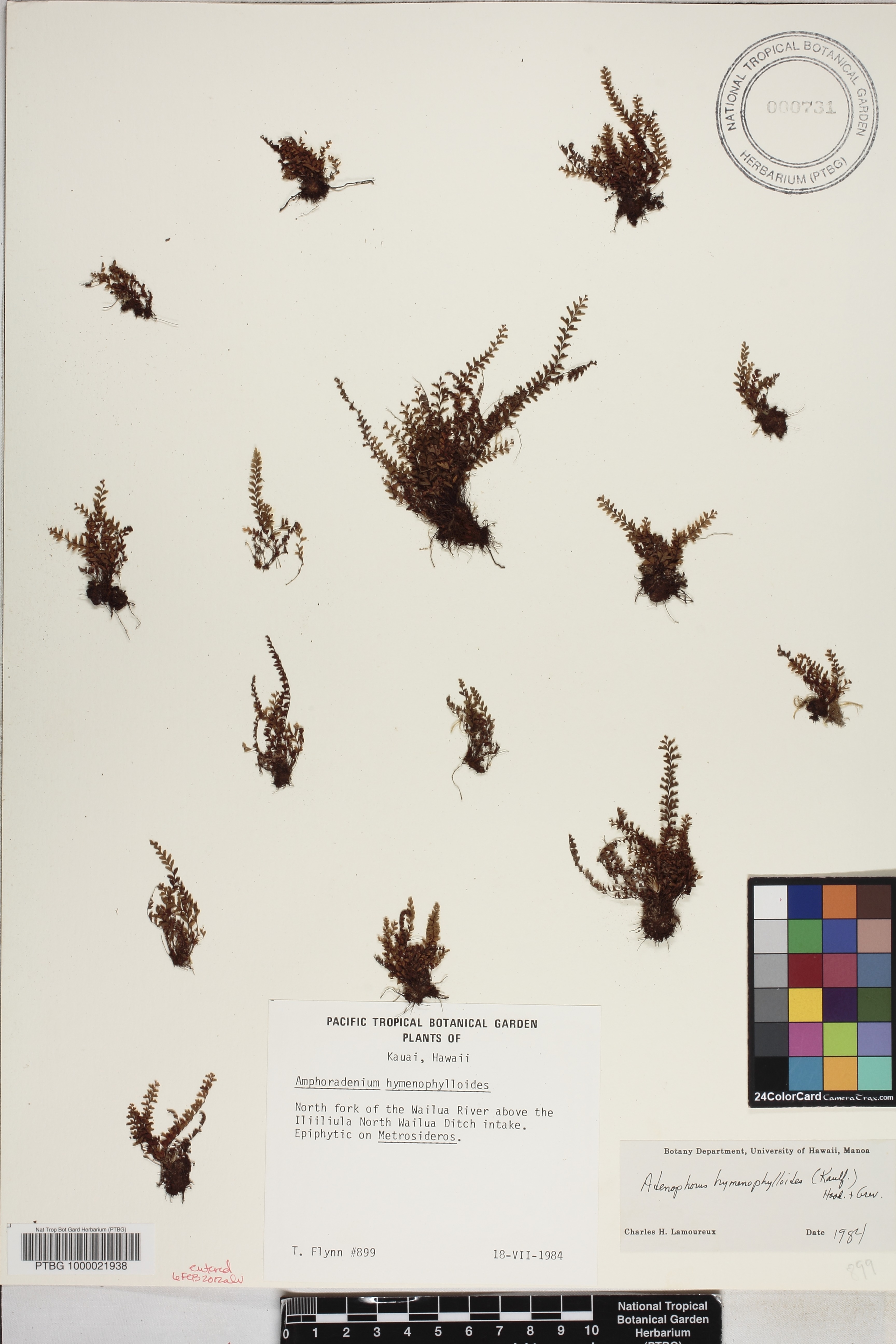 Adenophorus hymenophylloides image