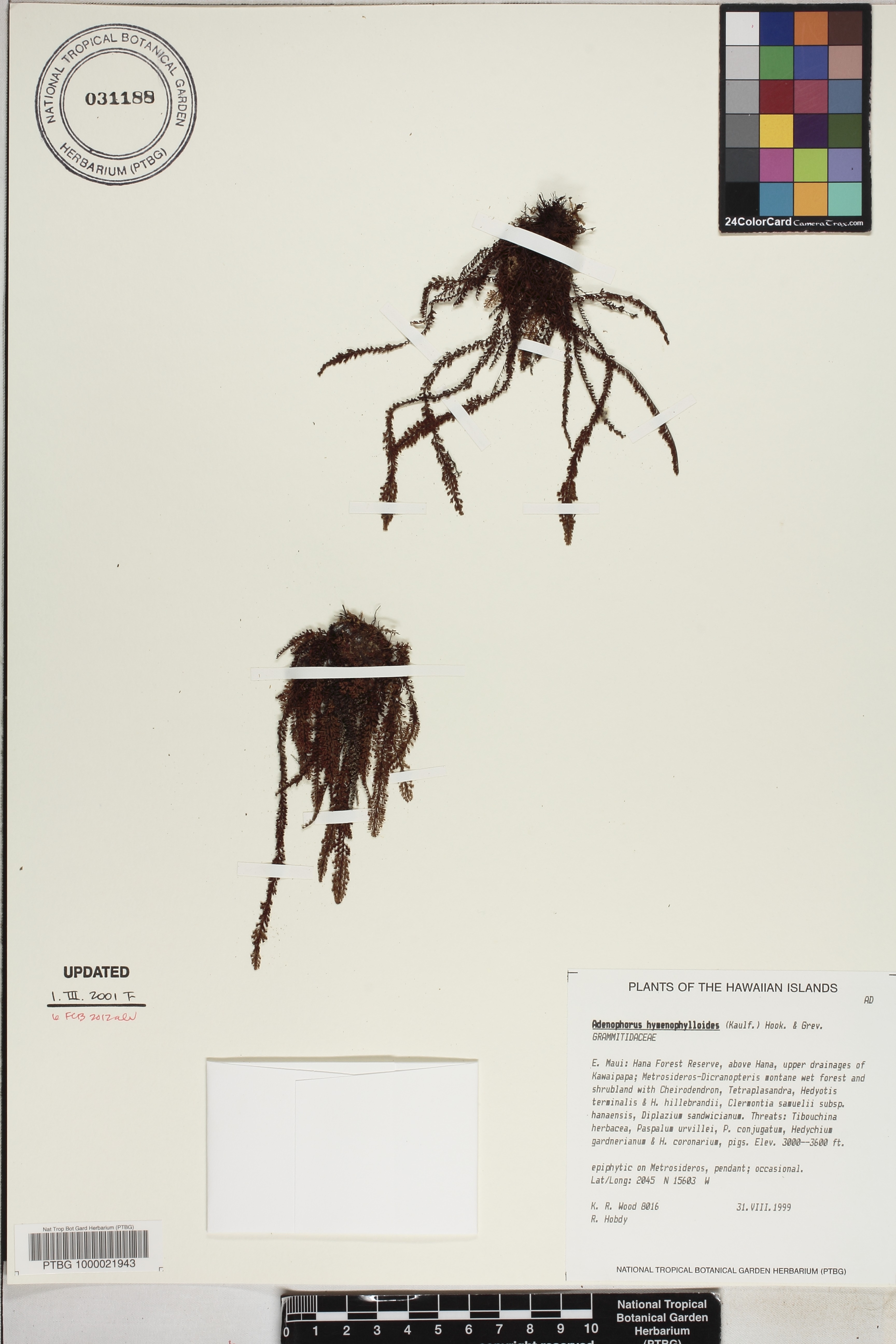 Adenophorus hymenophylloides image