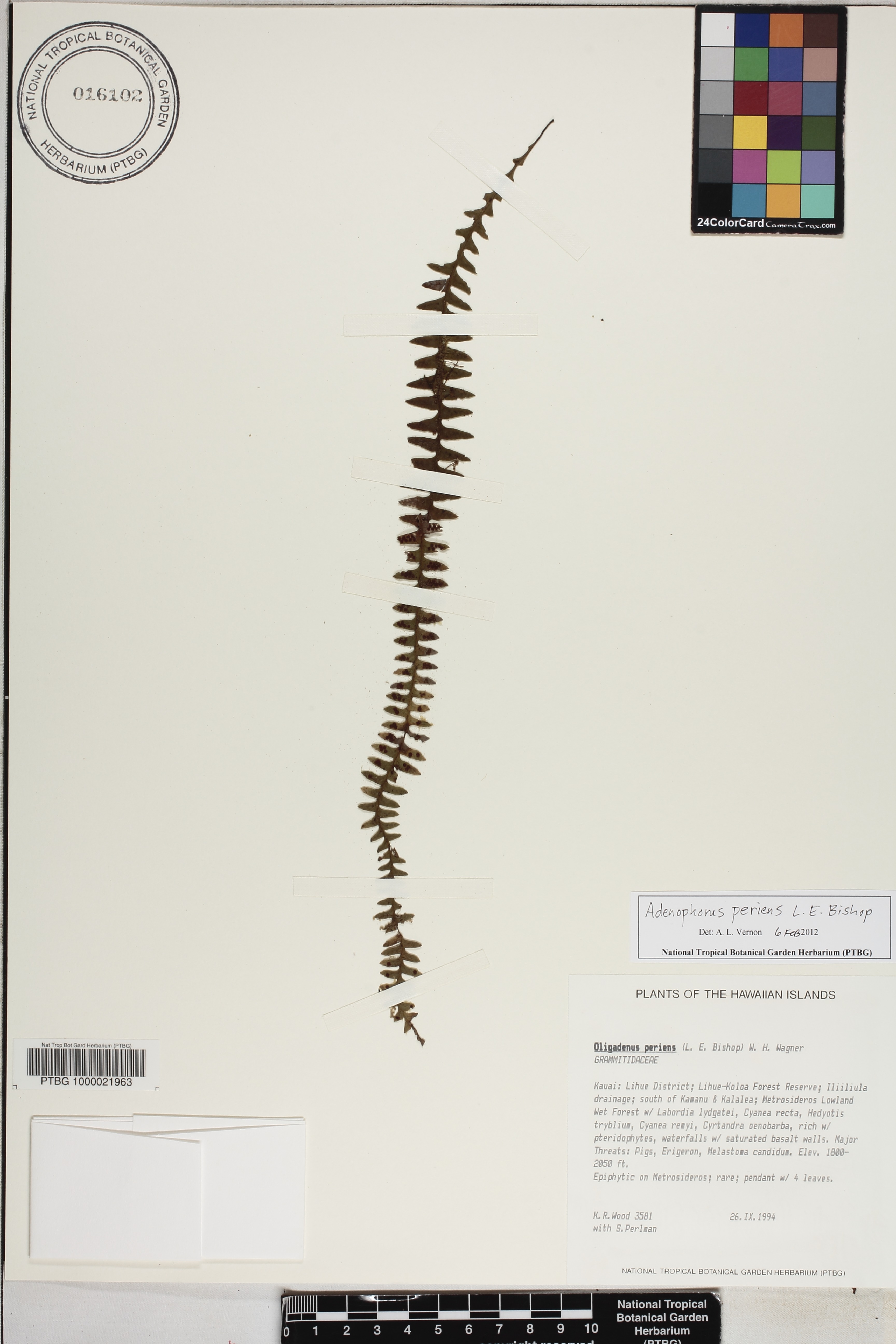 Adenophorus periens image