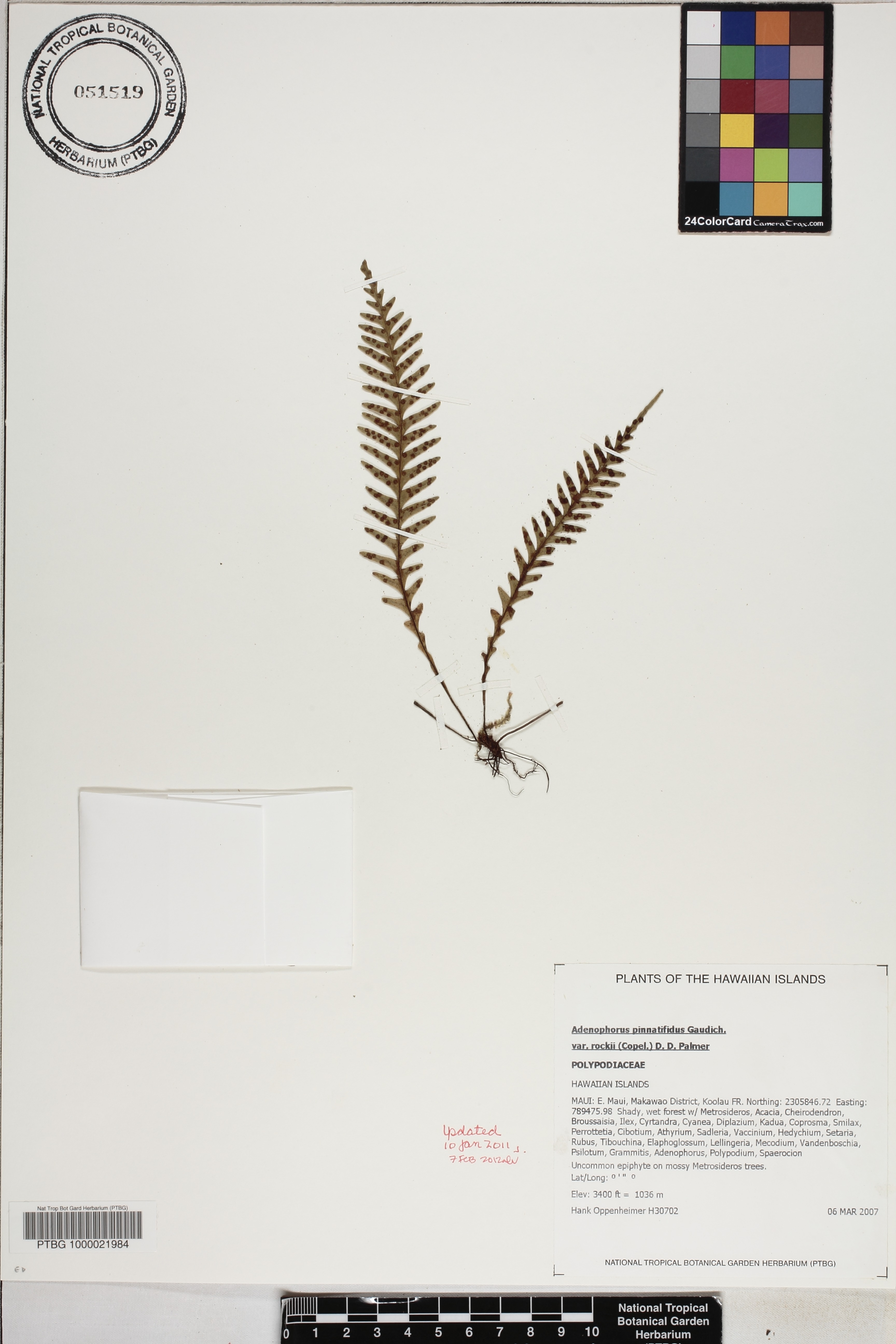 Adenophorus pinnatifidus var. rockii image
