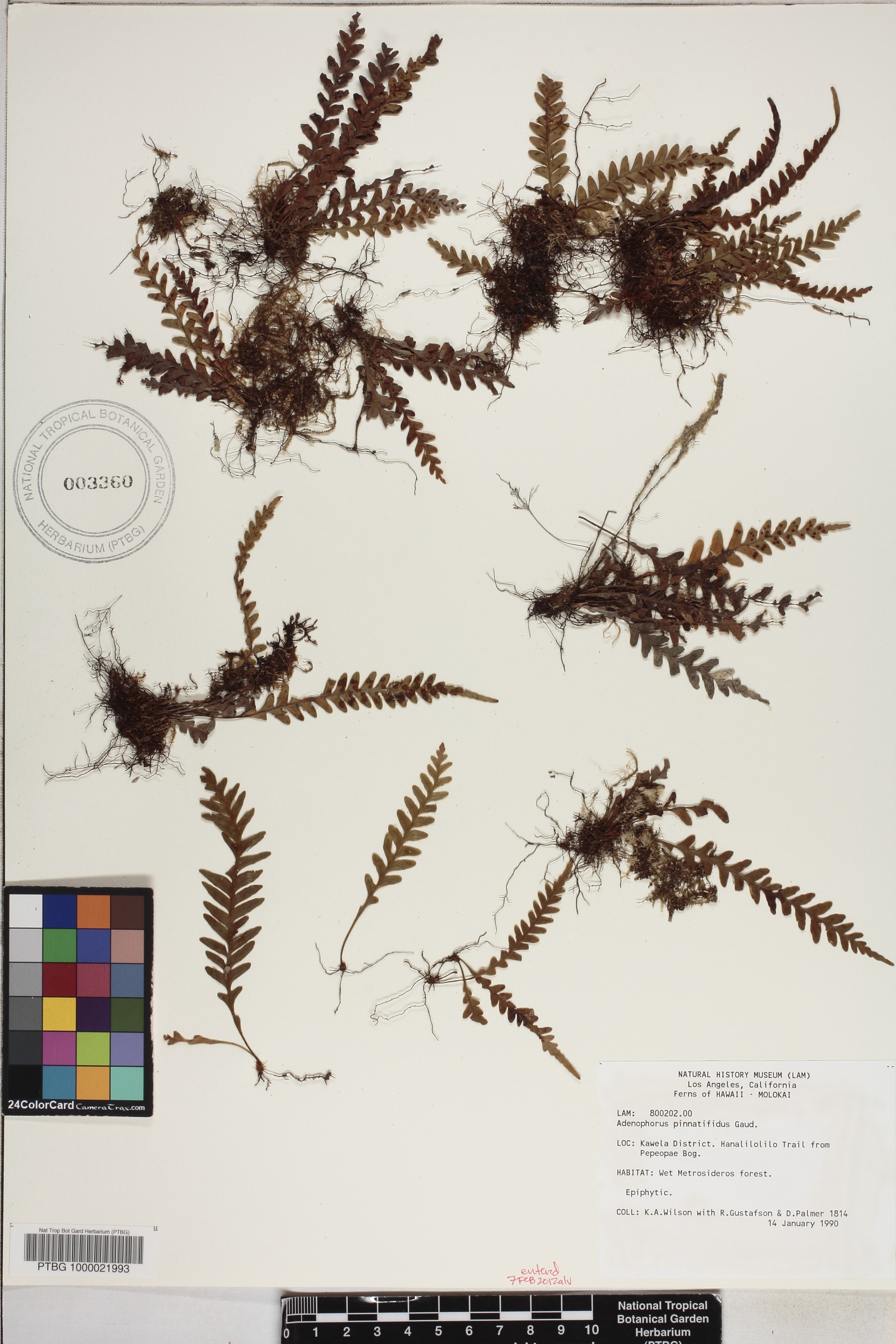 Adenophorus pinnatifidus image