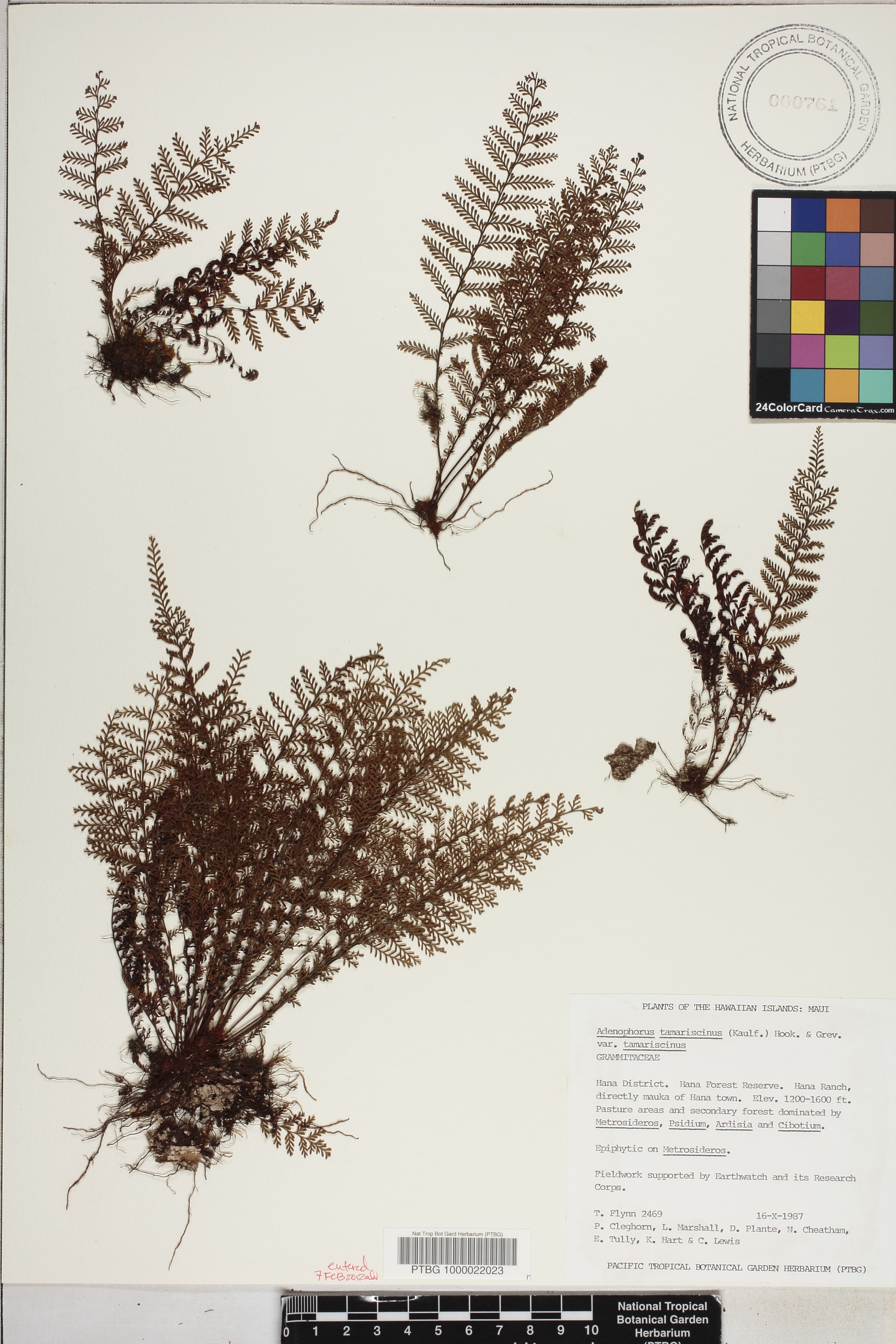 Adenophorus tamariscinus var. tamariscinus image