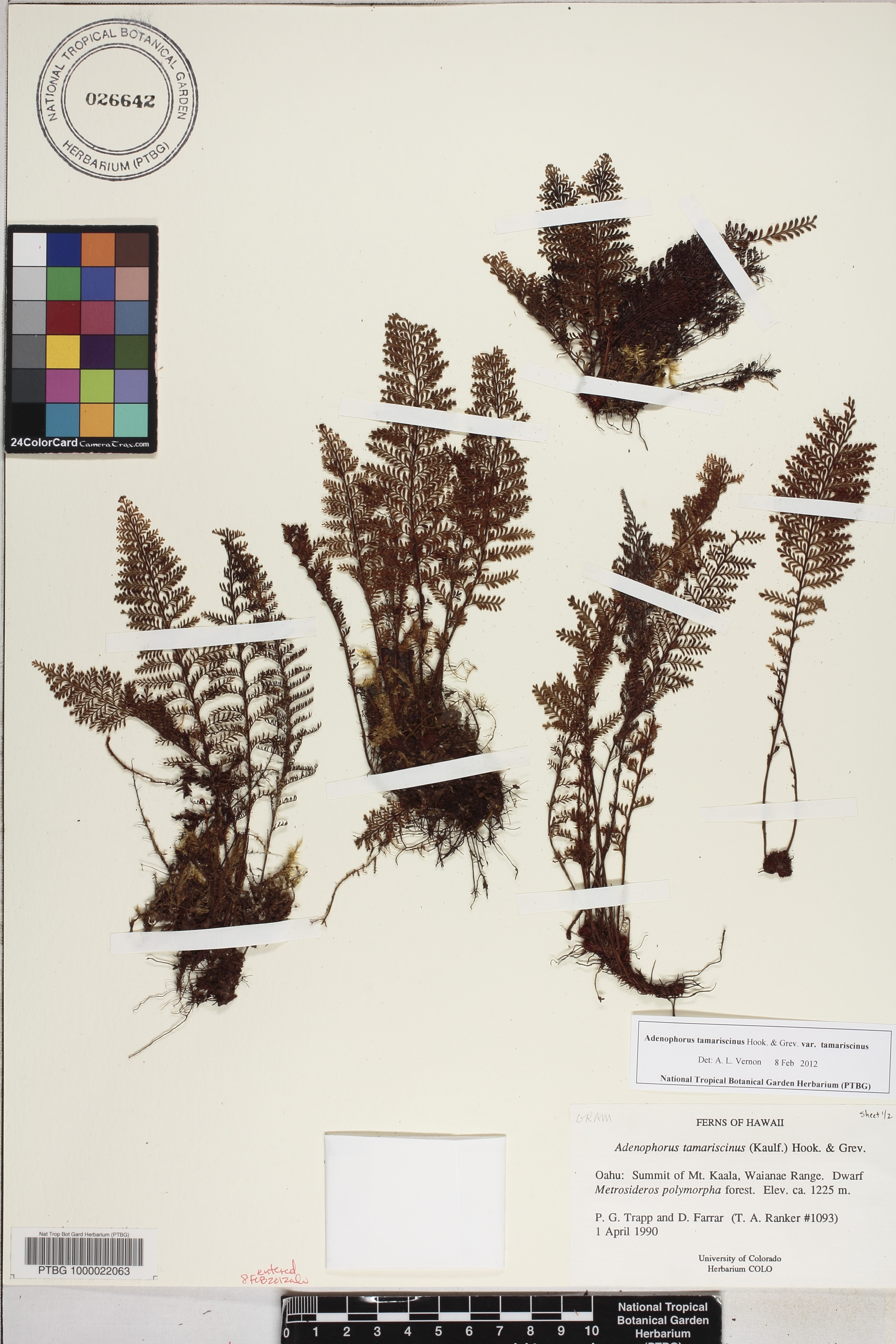 Adenophorus tamariscinus var. tamariscinus image