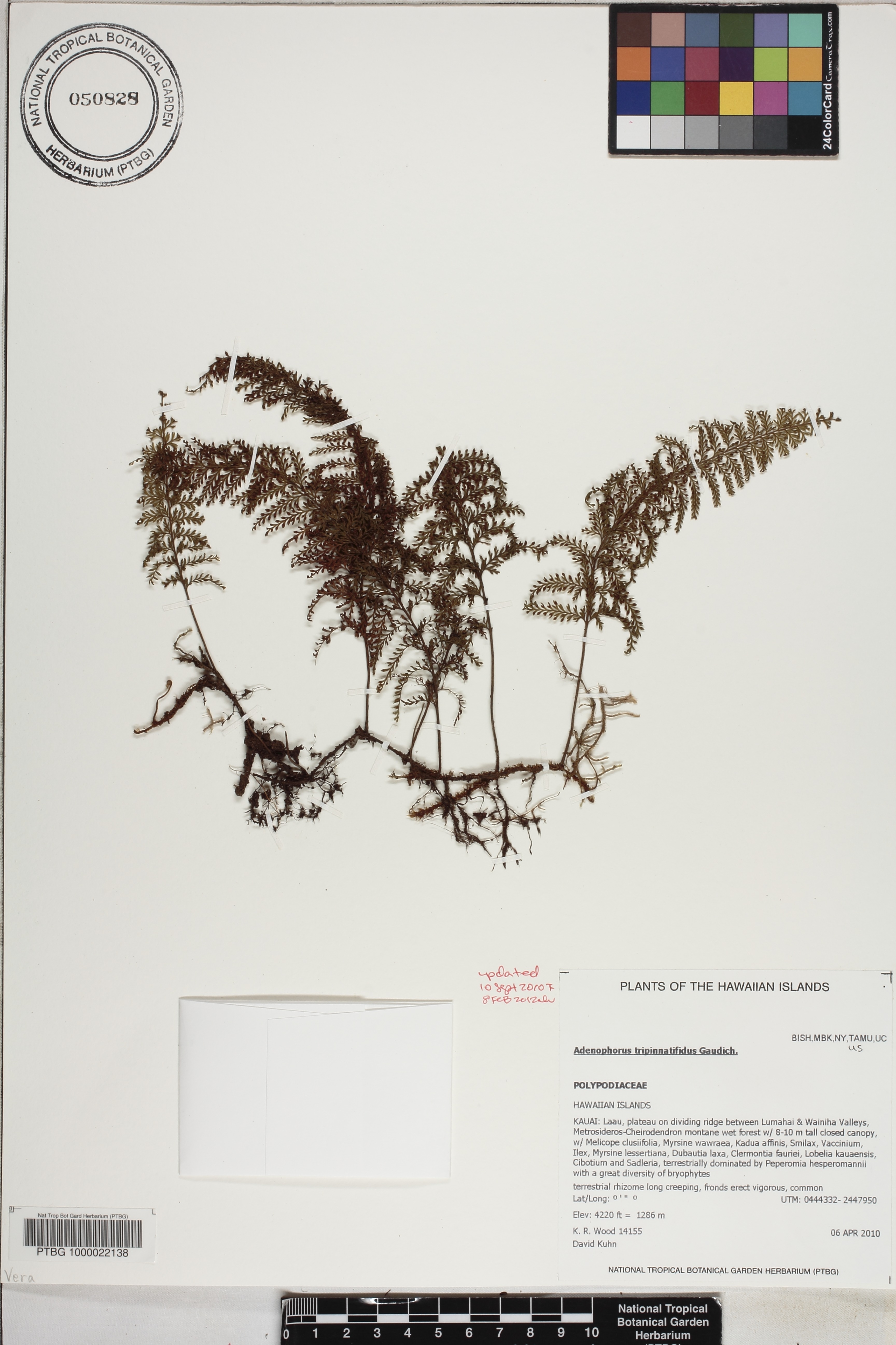 Adenophorus image