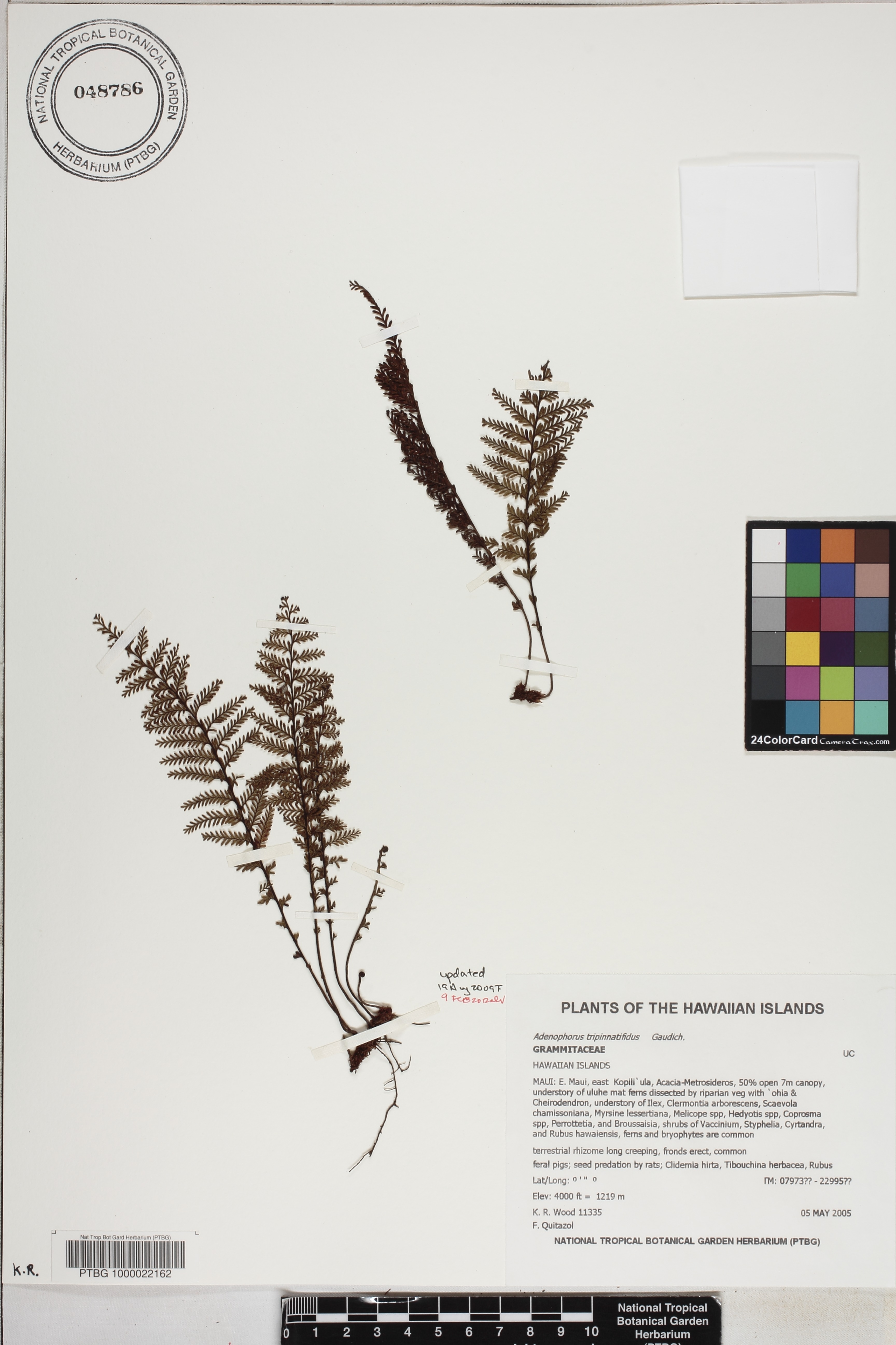 Adenophorus tamariscinus image