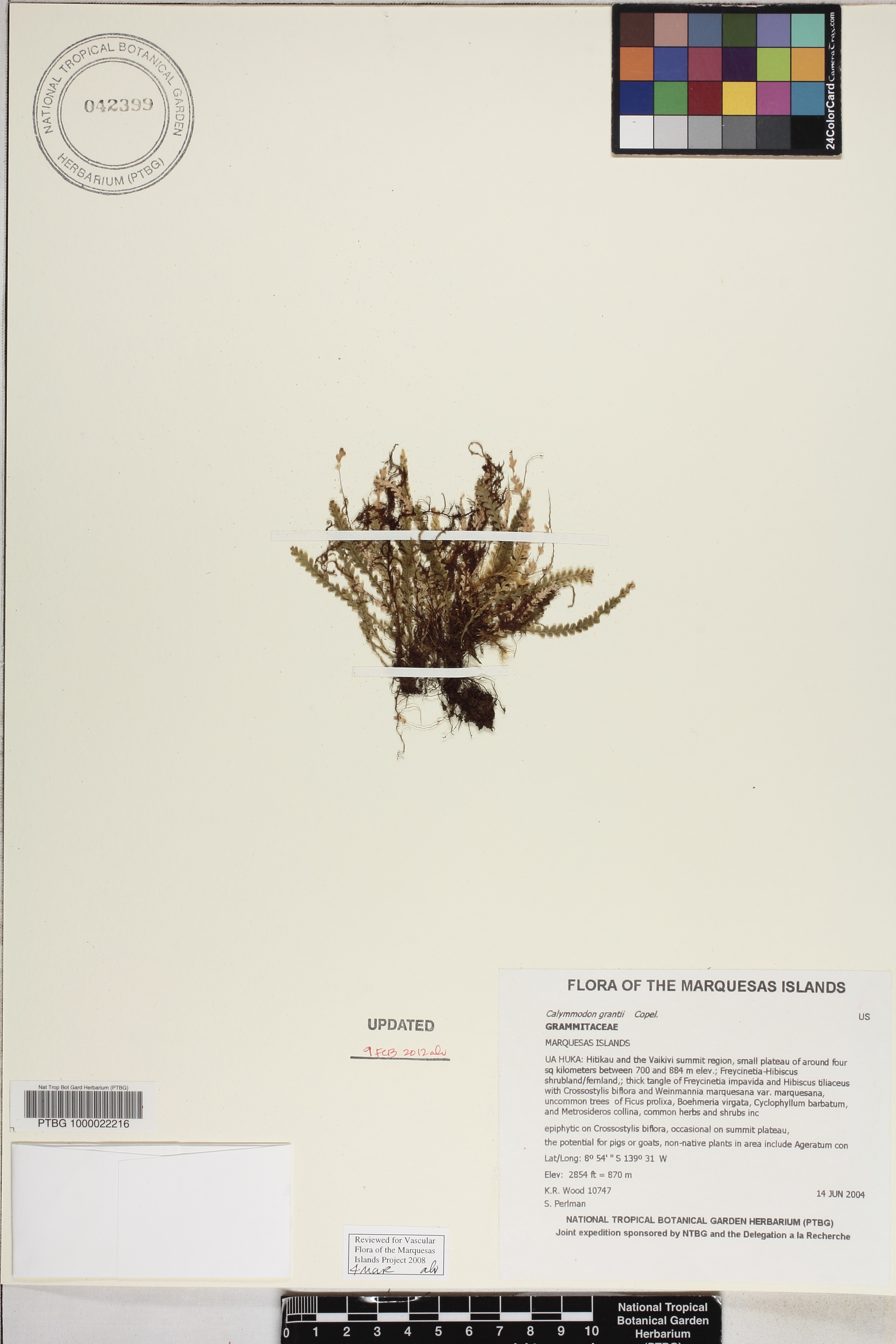 Calymmodon cucullatus image